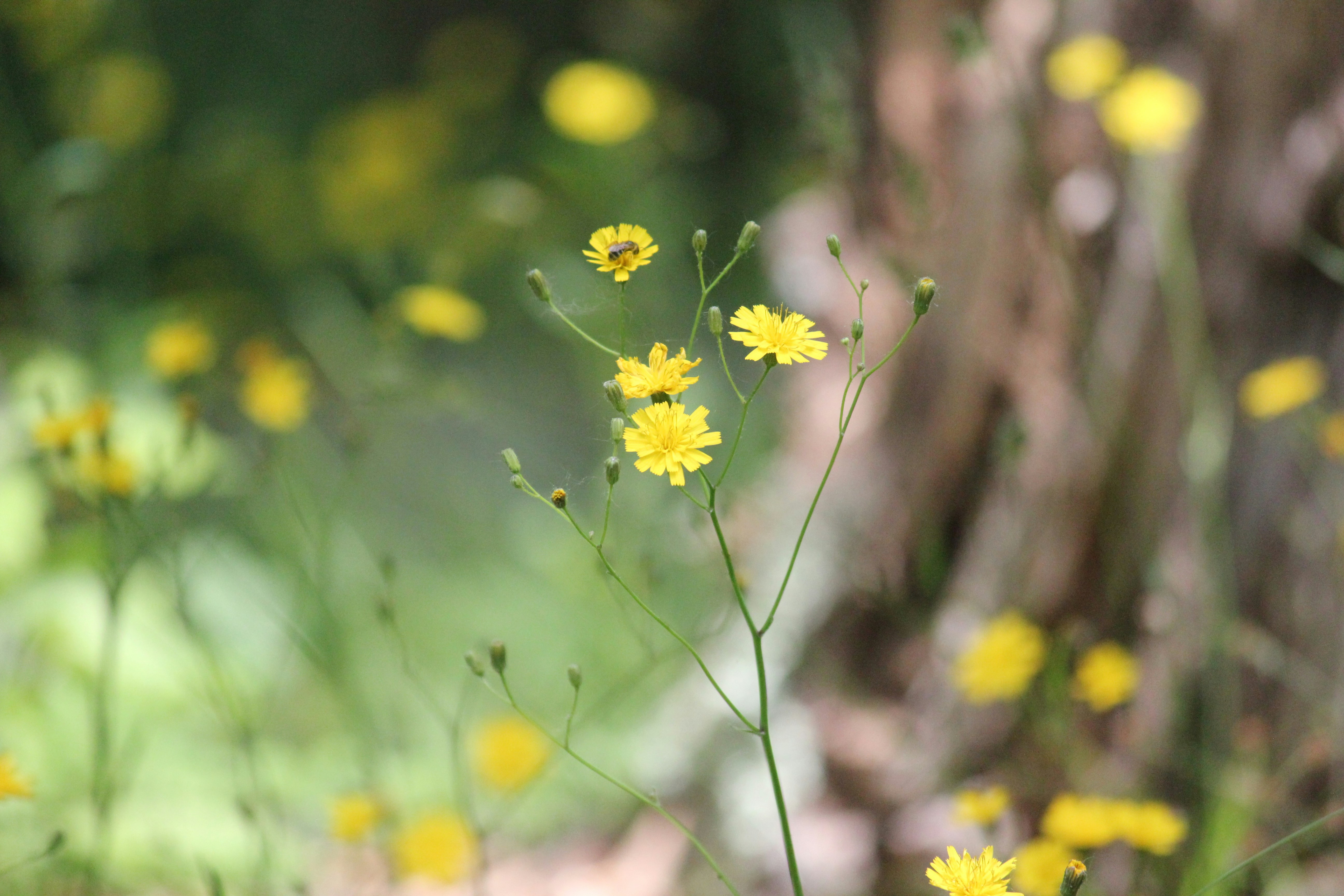 Photo by frolicsomefairy