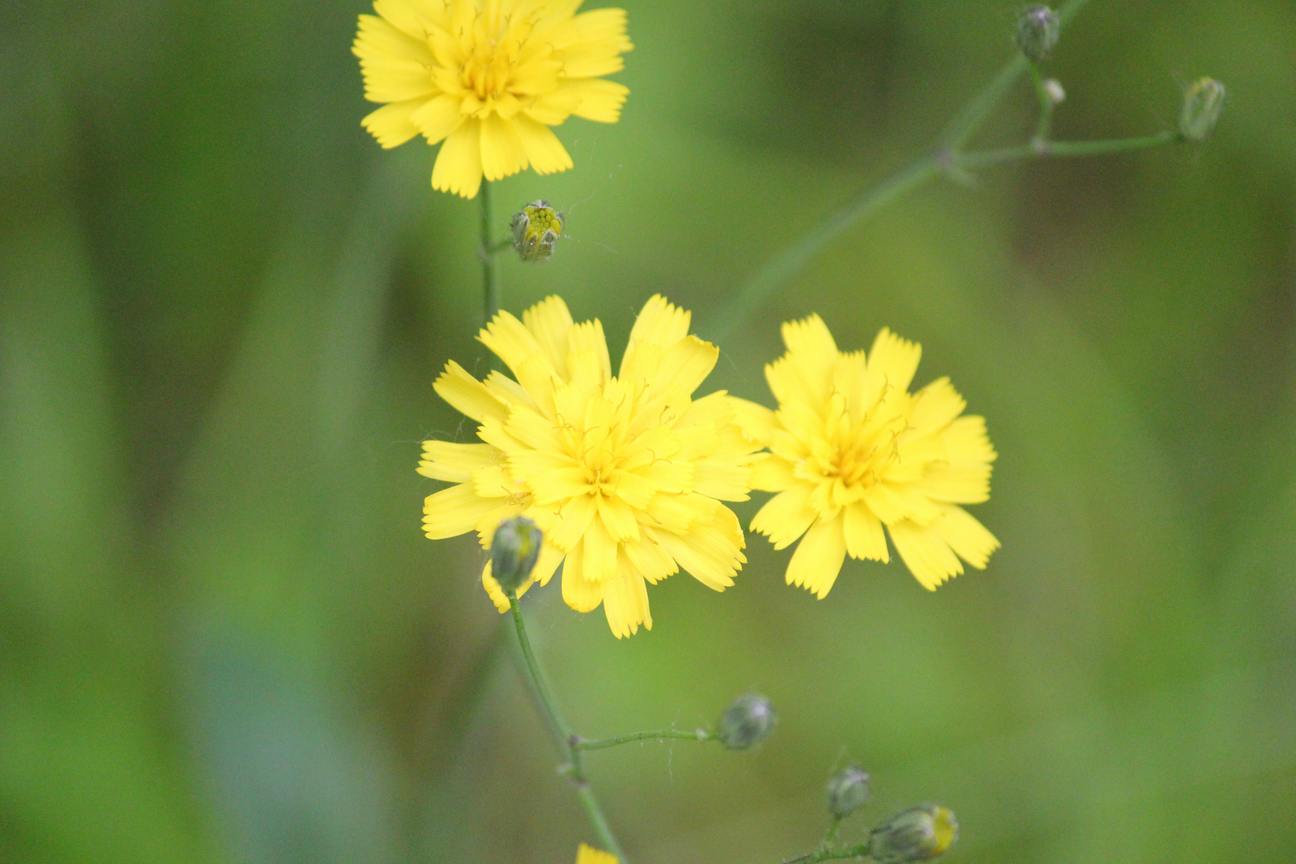 Photo by frolicsomefairy