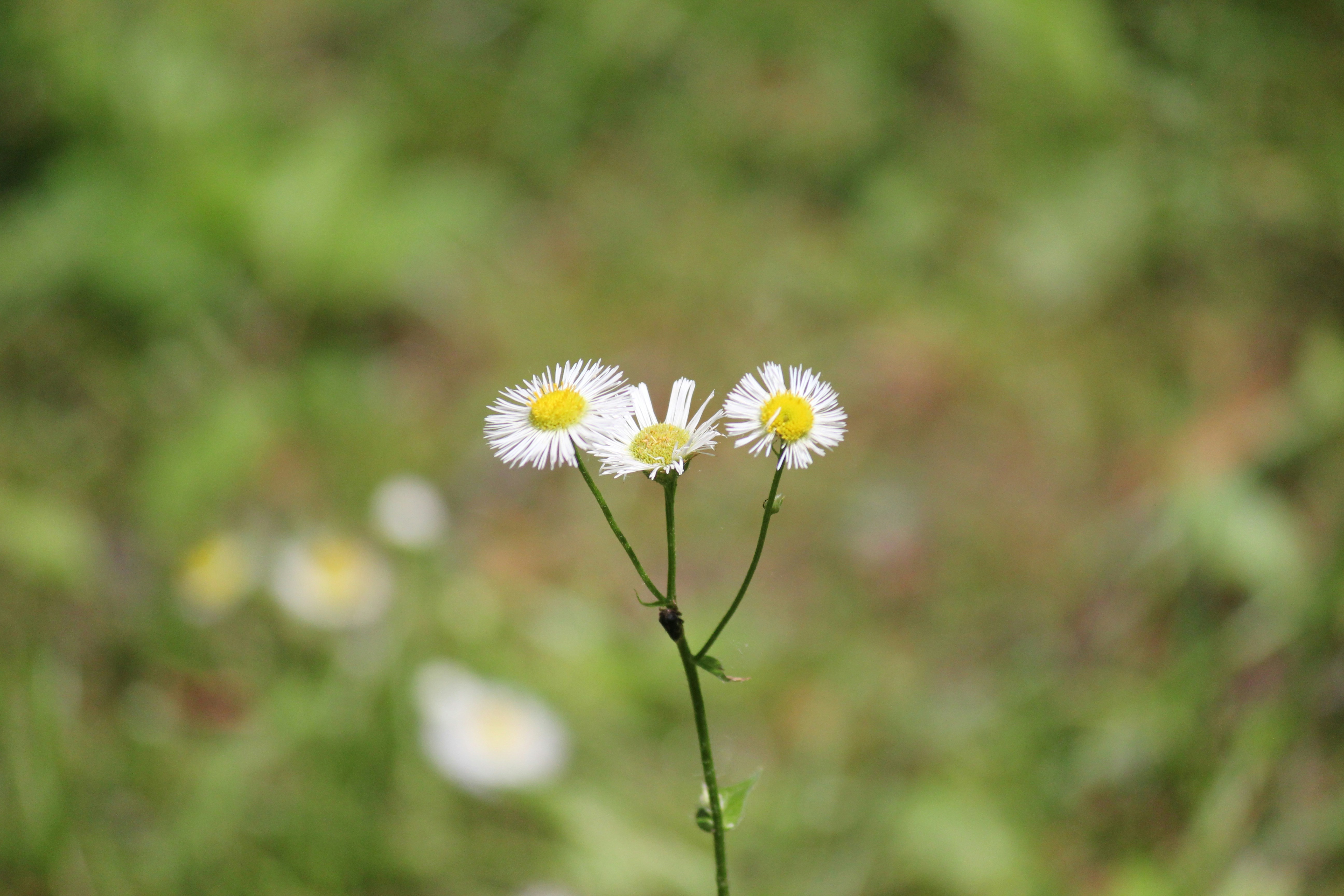 Photo by frolicsomefairy