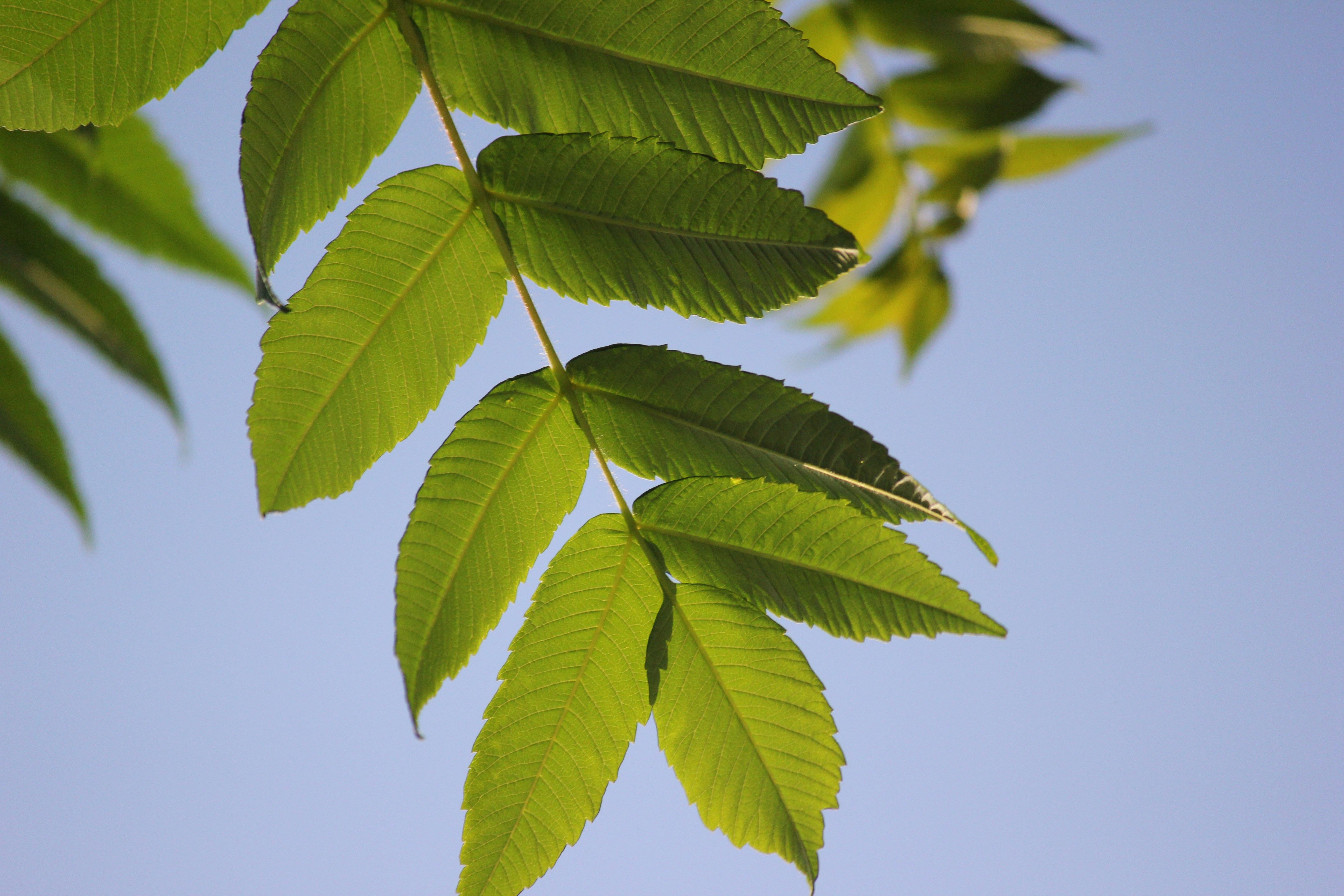 Photo by frolicsomefairy