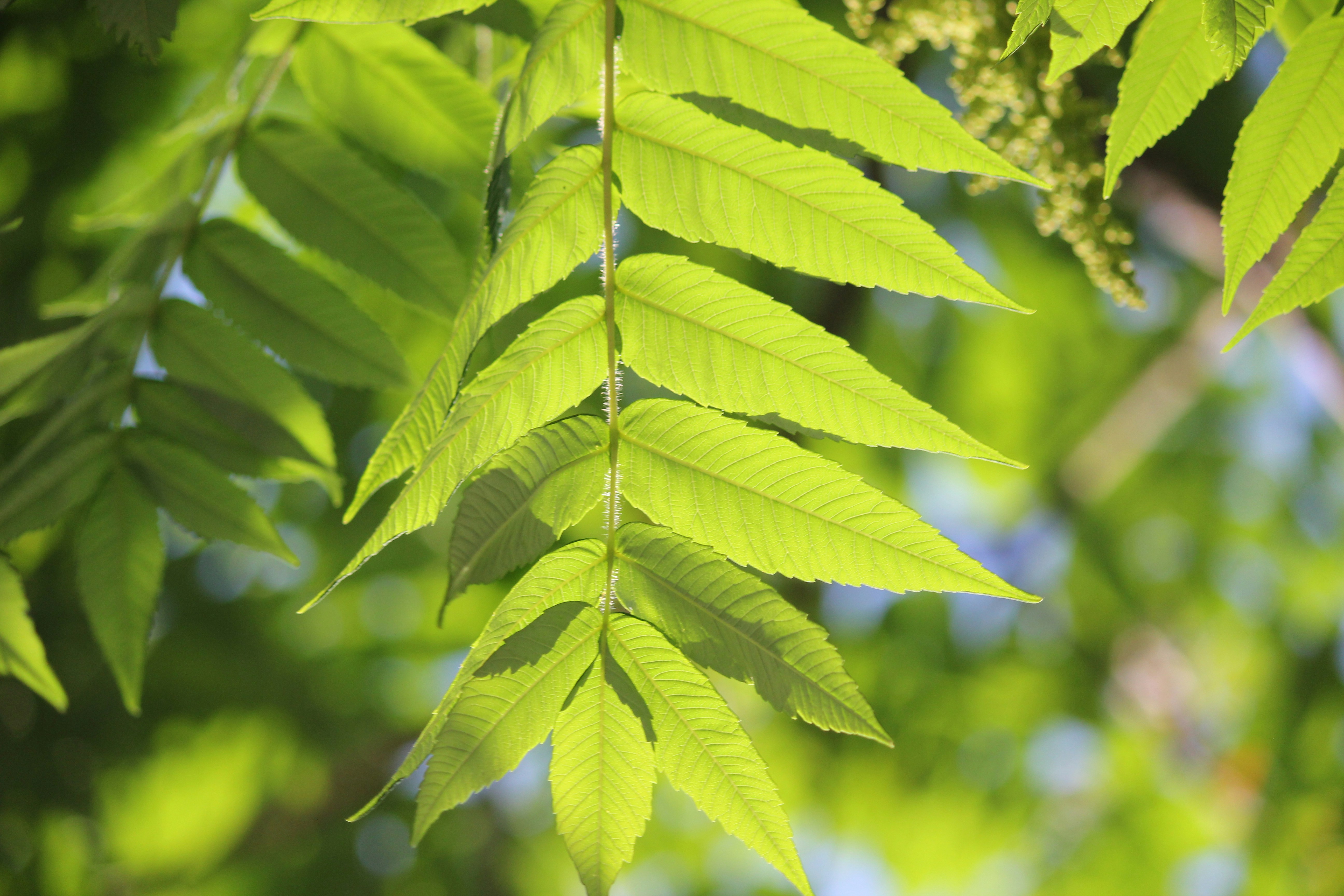 Photo by frolicsomefairy