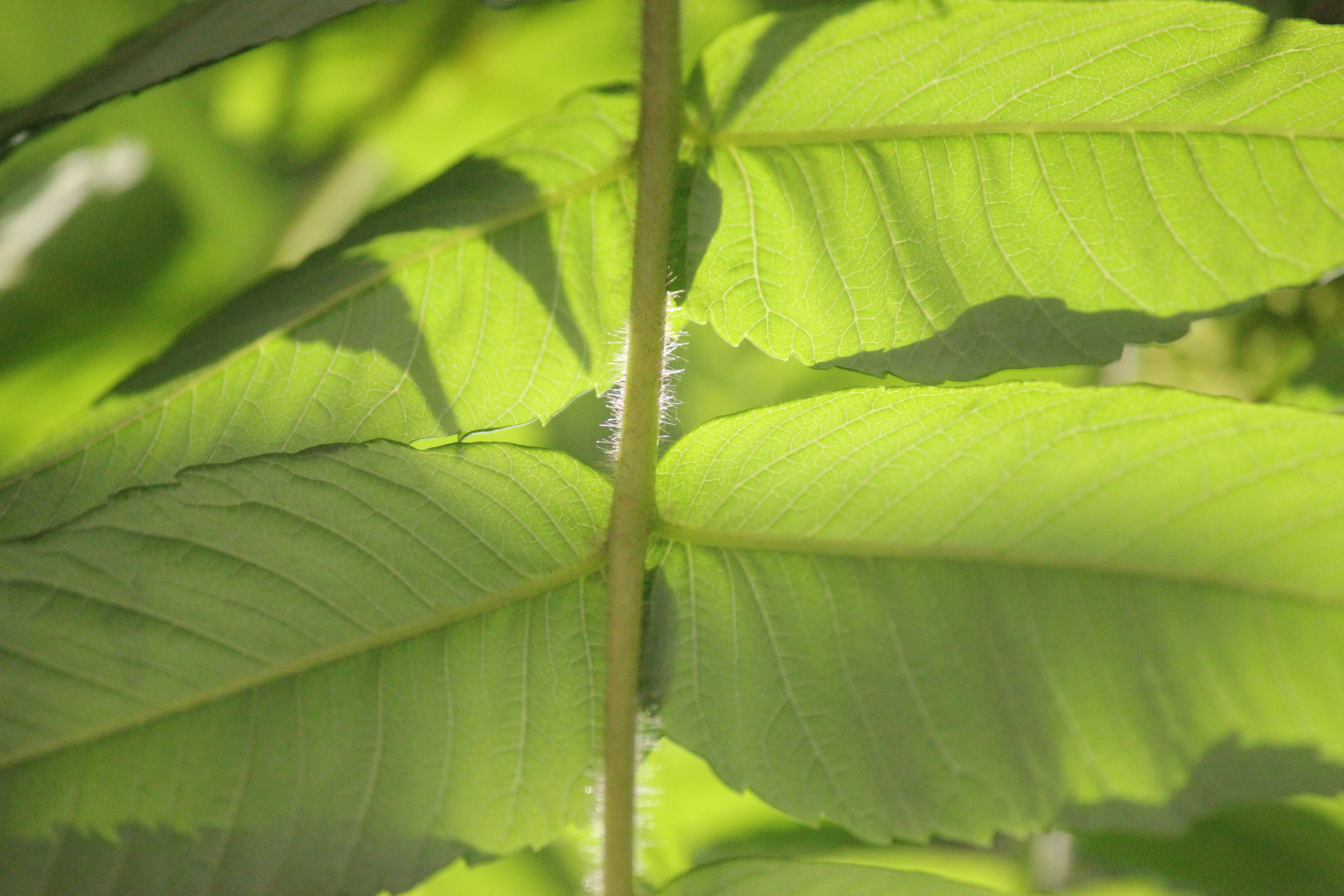 Photo by frolicsomefairy