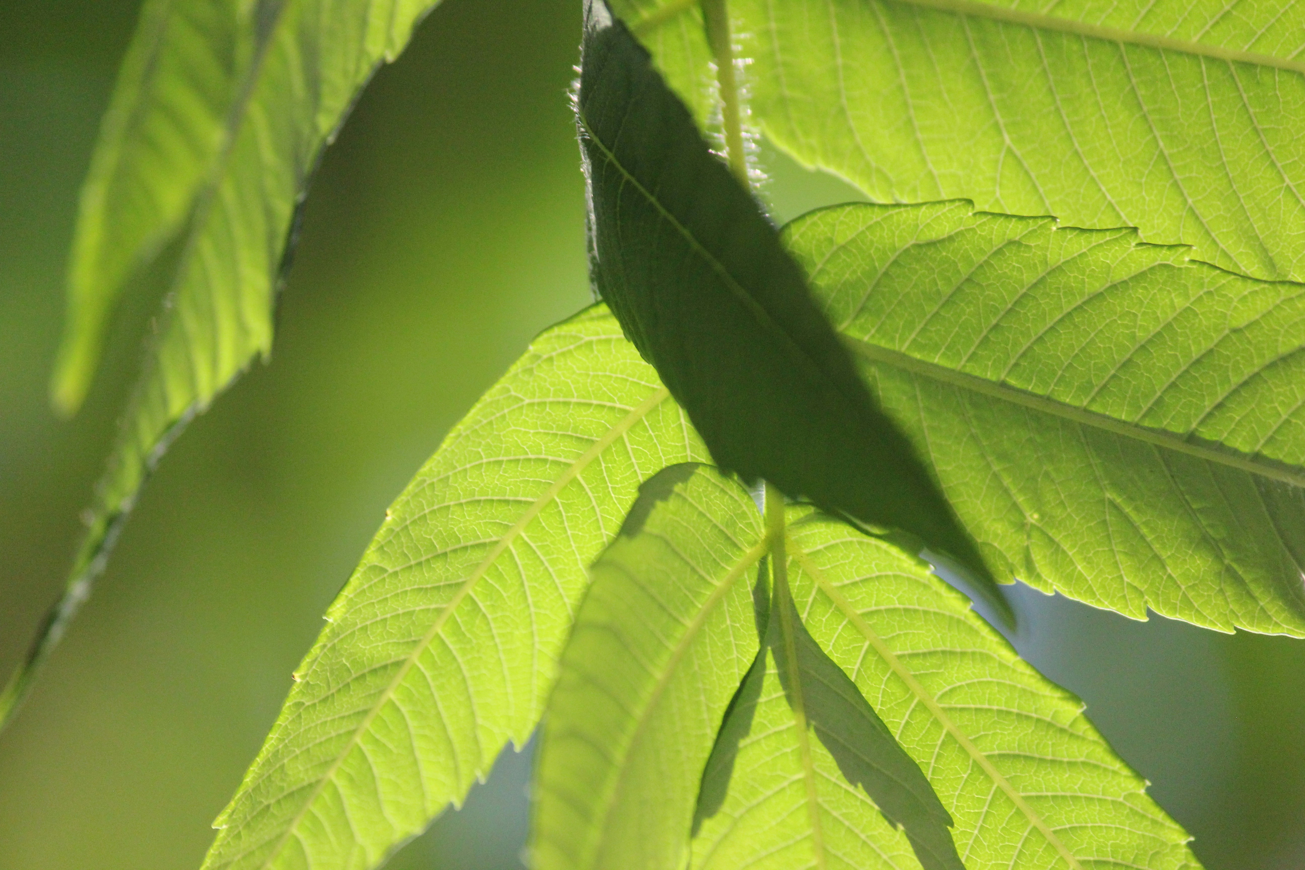 Photo by frolicsomefairy