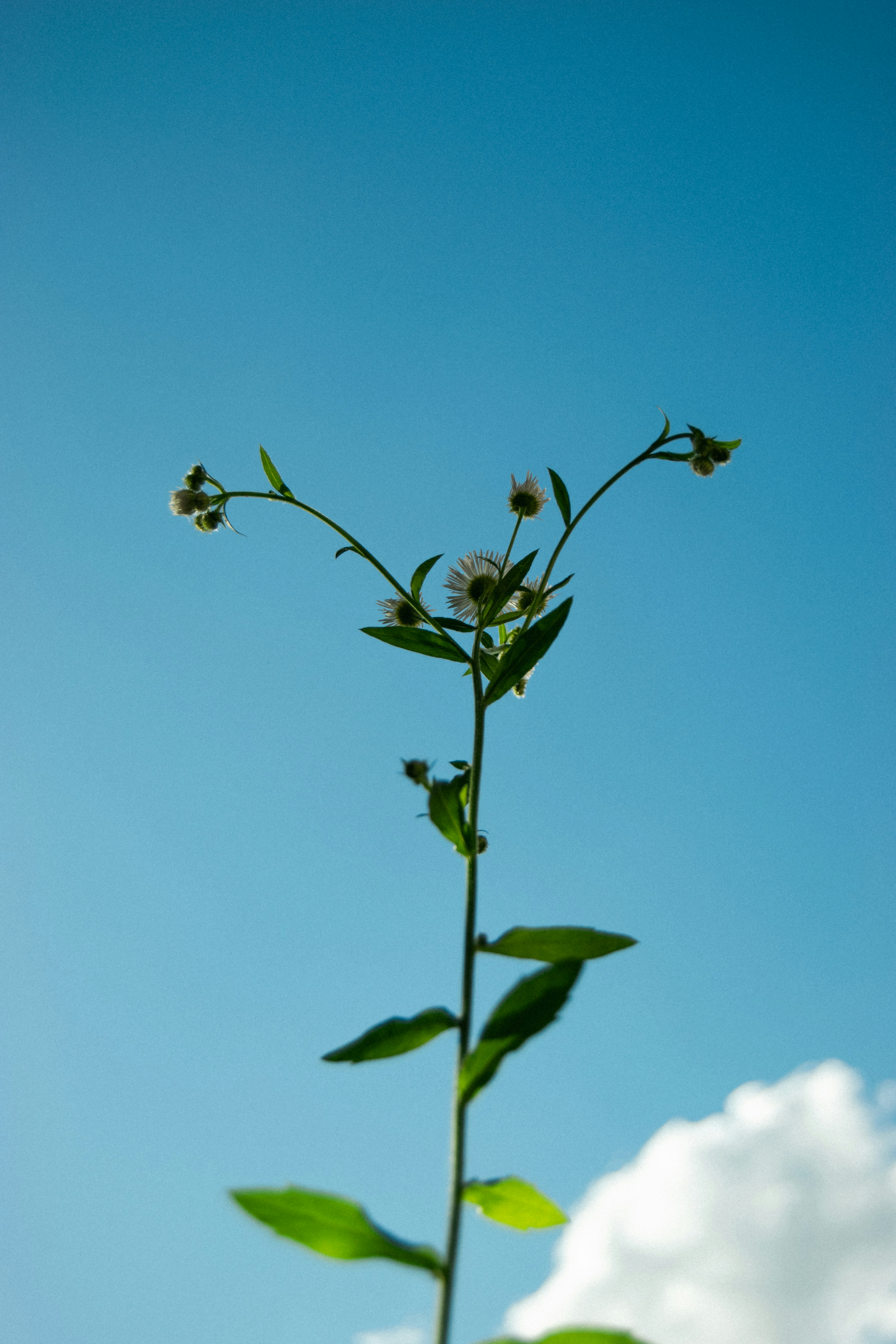 Photo by castiellelunar