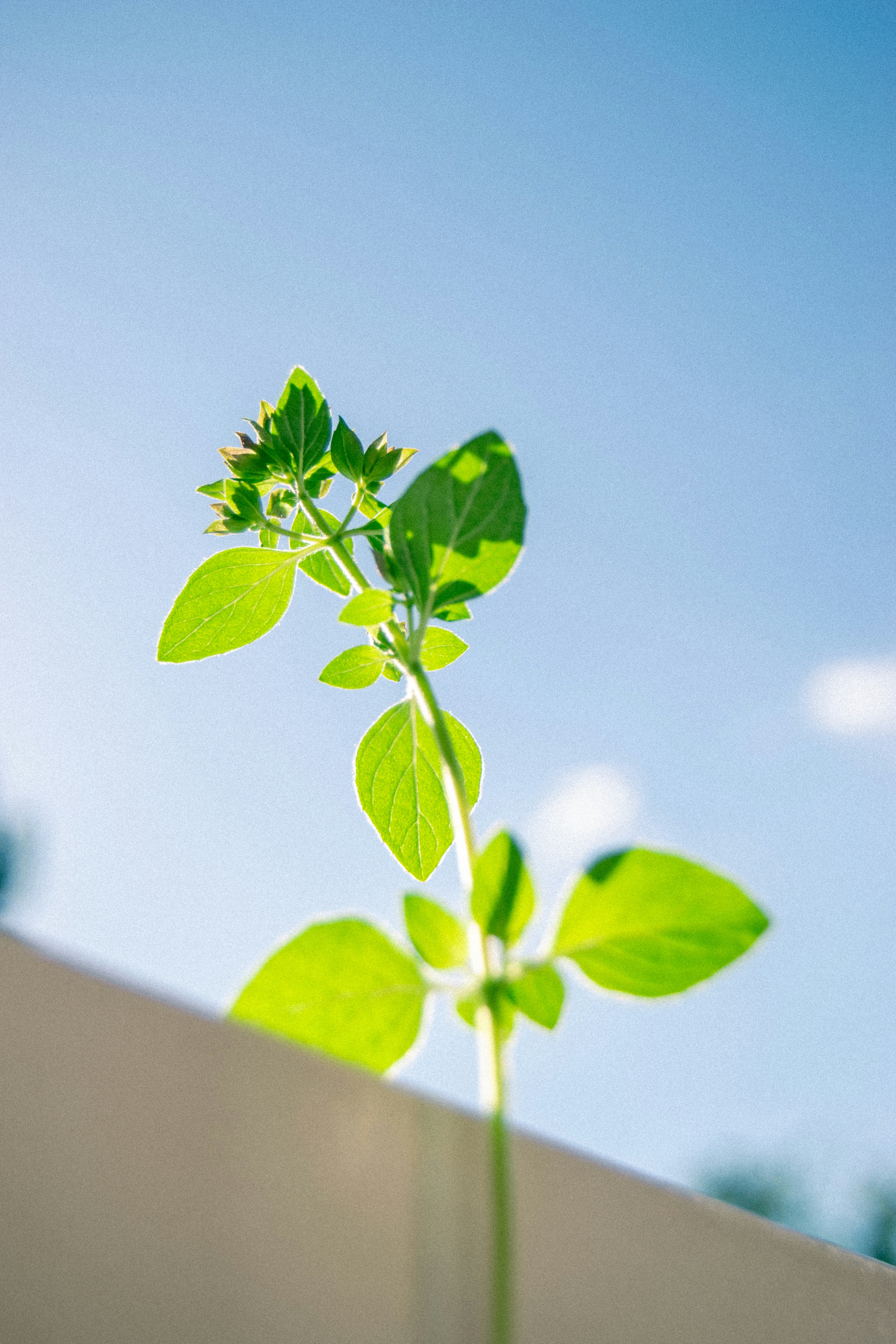 Photo by castiellelunar