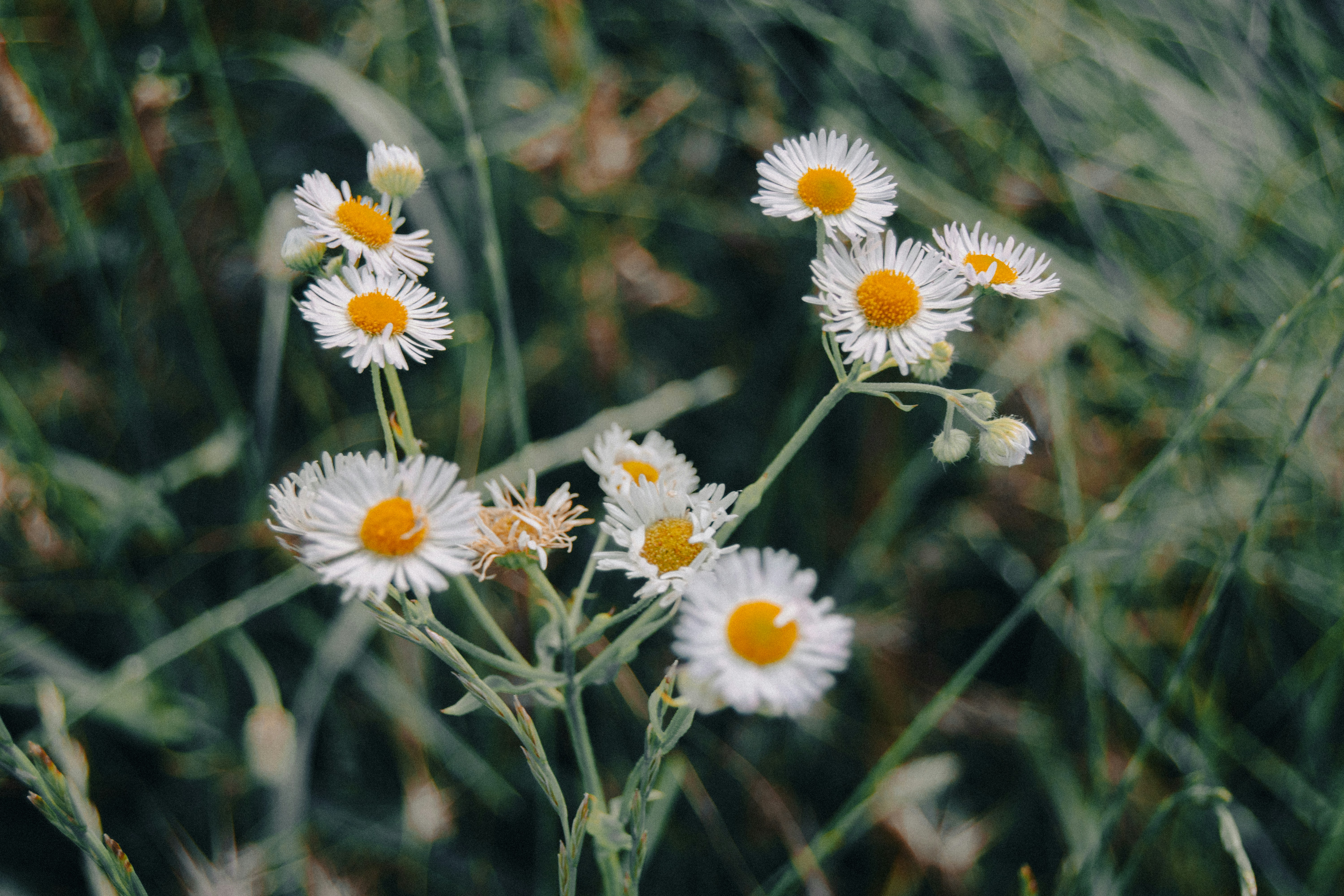 Photo by castiellelunar