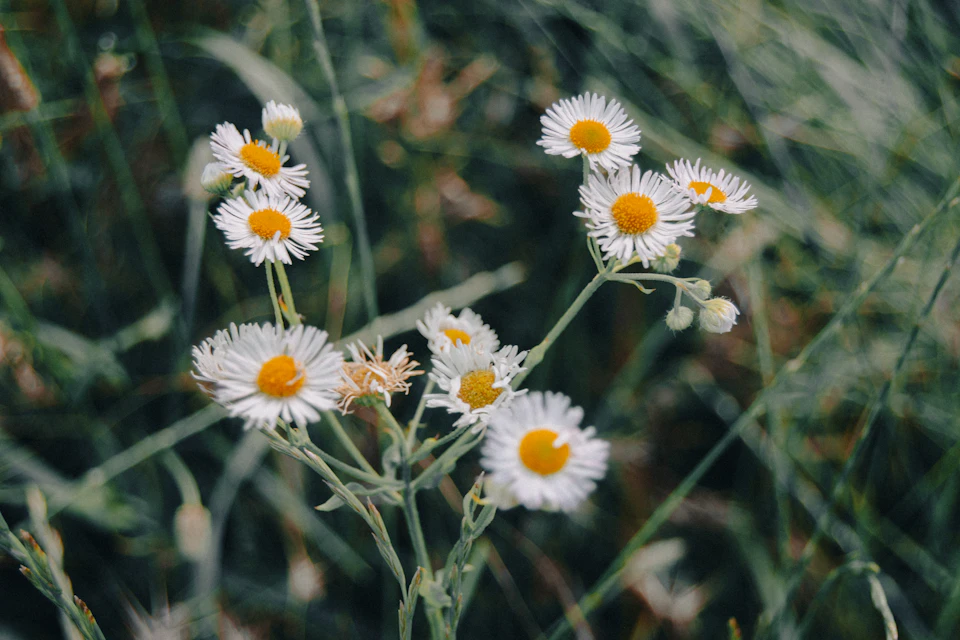 The image shows a close-up view of a field filled with white daisies, their petals open wide and facing towards the right side of the frame. The daisies are scattered throughout the field, some closer to the foreground while others are further away in the background. The field is lush and green, providing a vibrant backdrop for the delicate flowers.