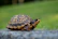 a close up of a small turtle on a road
