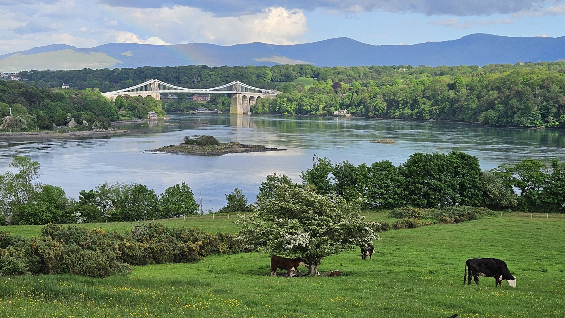 cows graze in a field next to a river with a bridge in the background