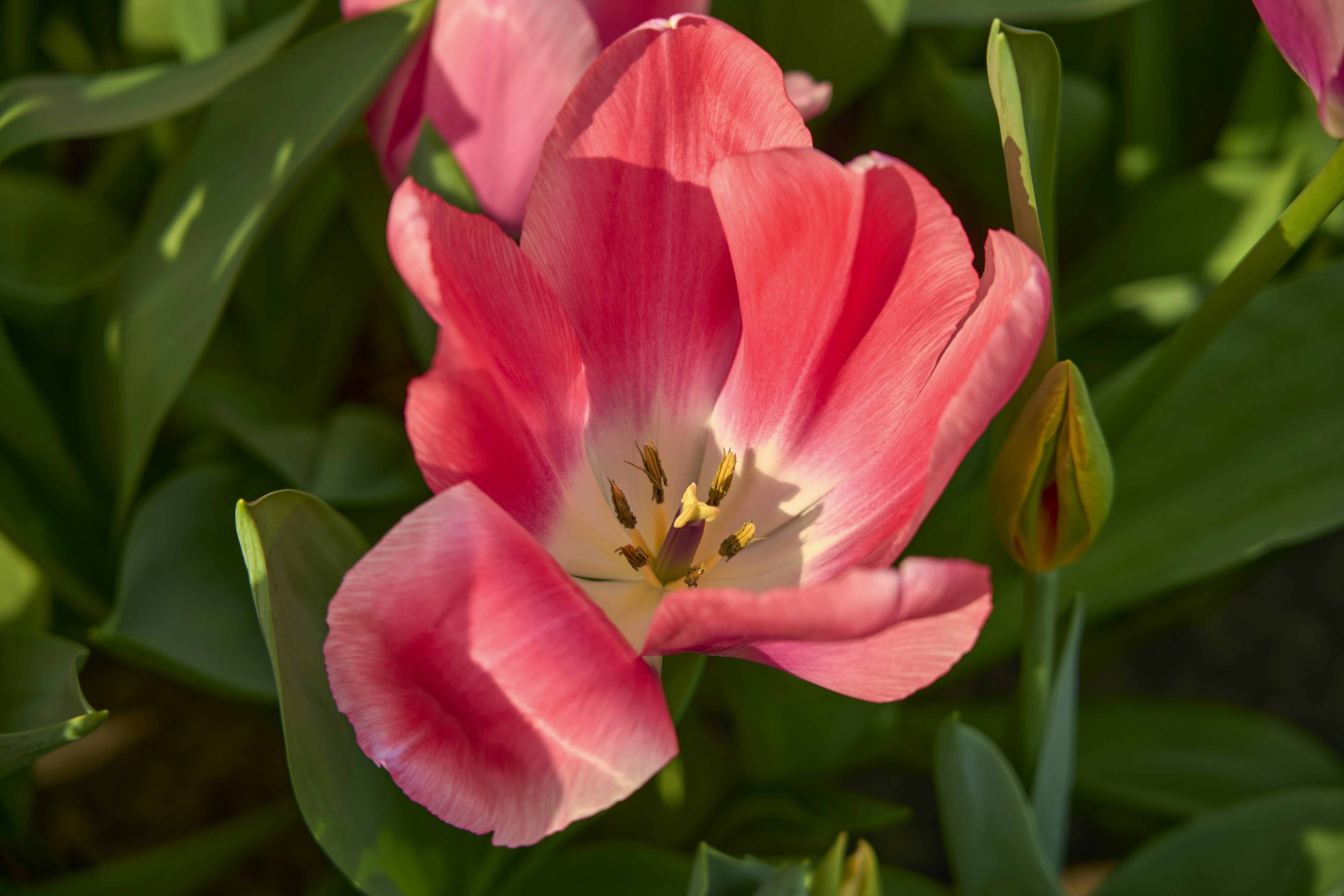 a close up of a pink flower with green leaves