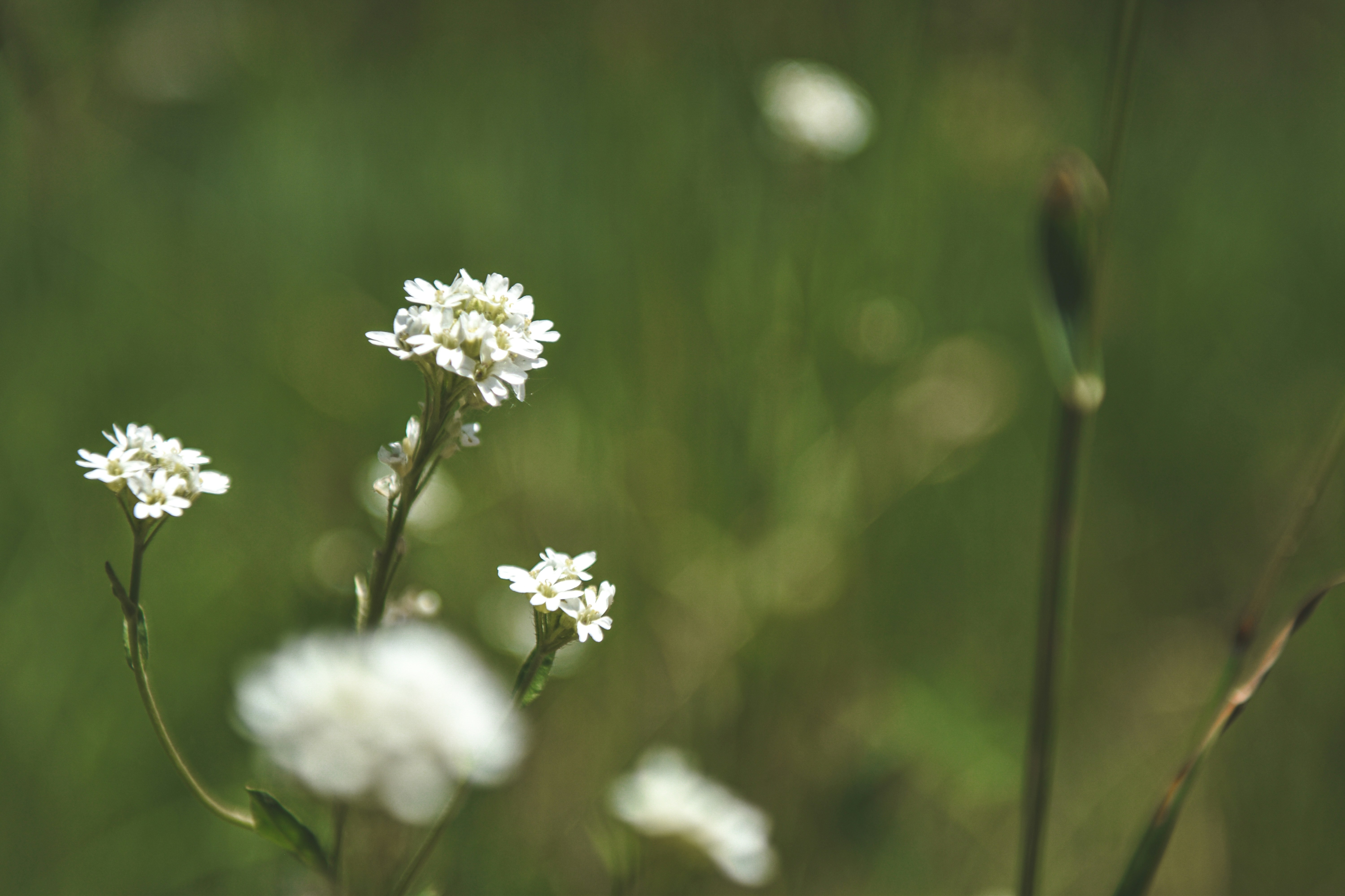 Photo by freefolkphoto