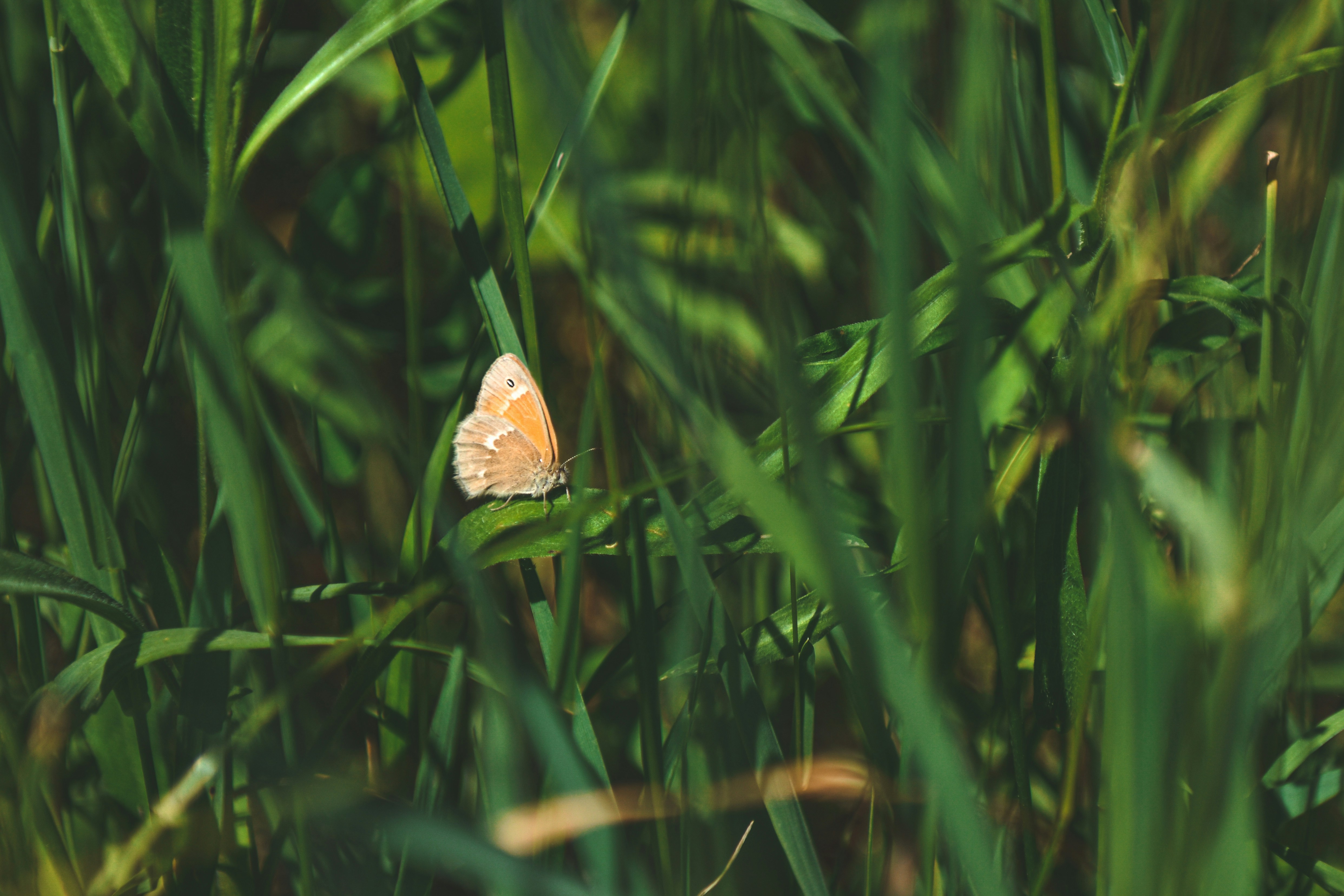 Photo by freefolkphoto