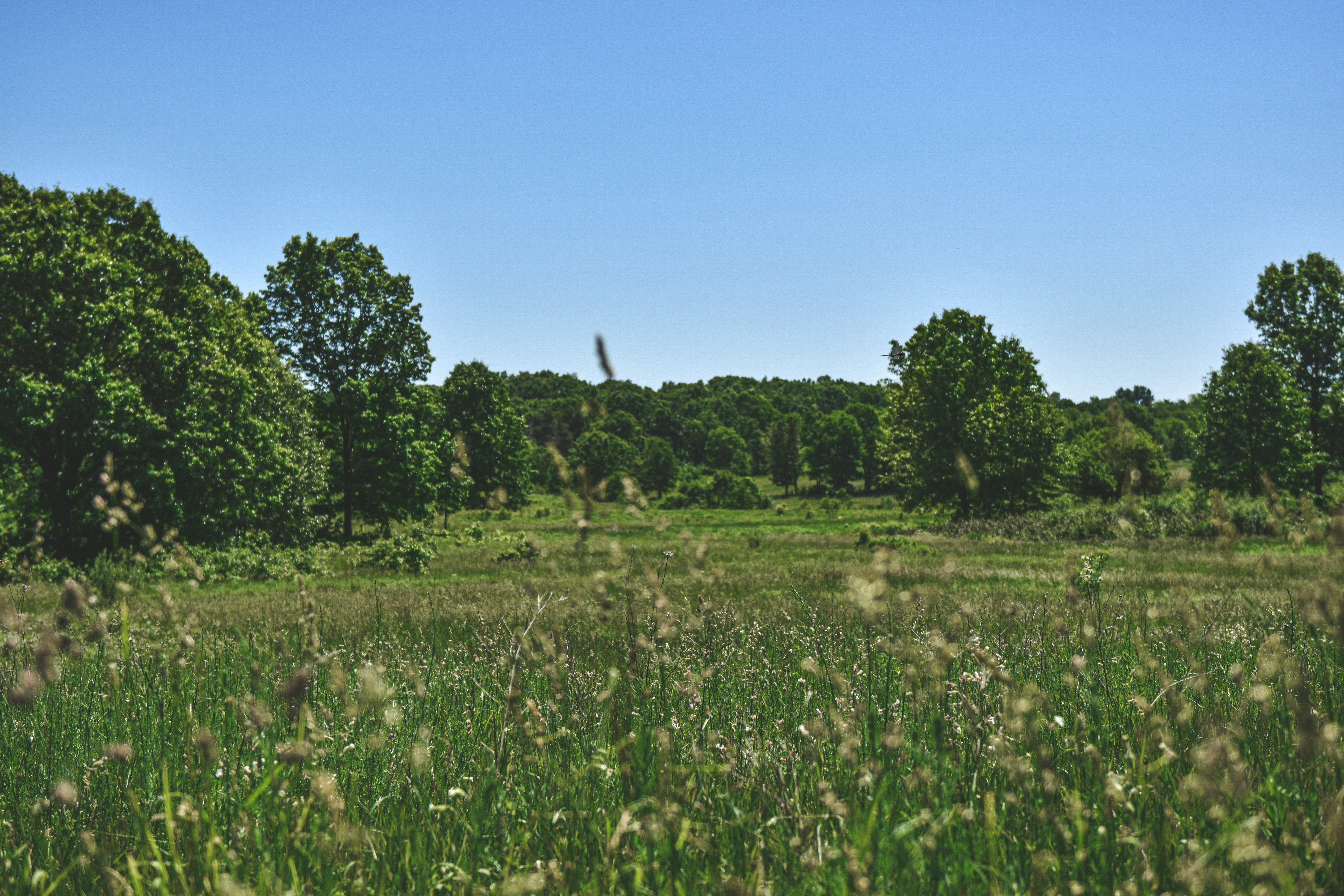 Photo by freefolkphoto