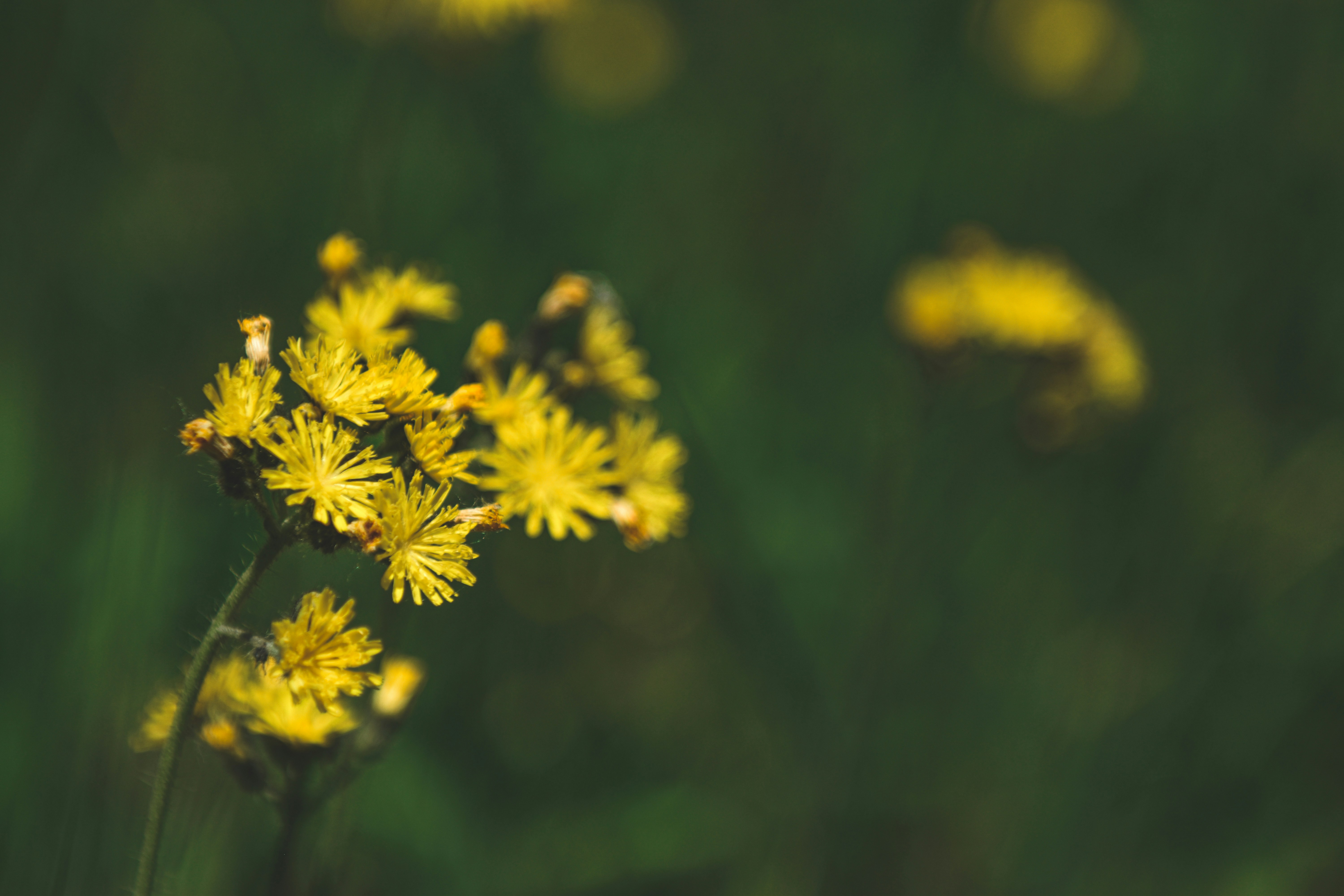 Photo by freefolkphoto