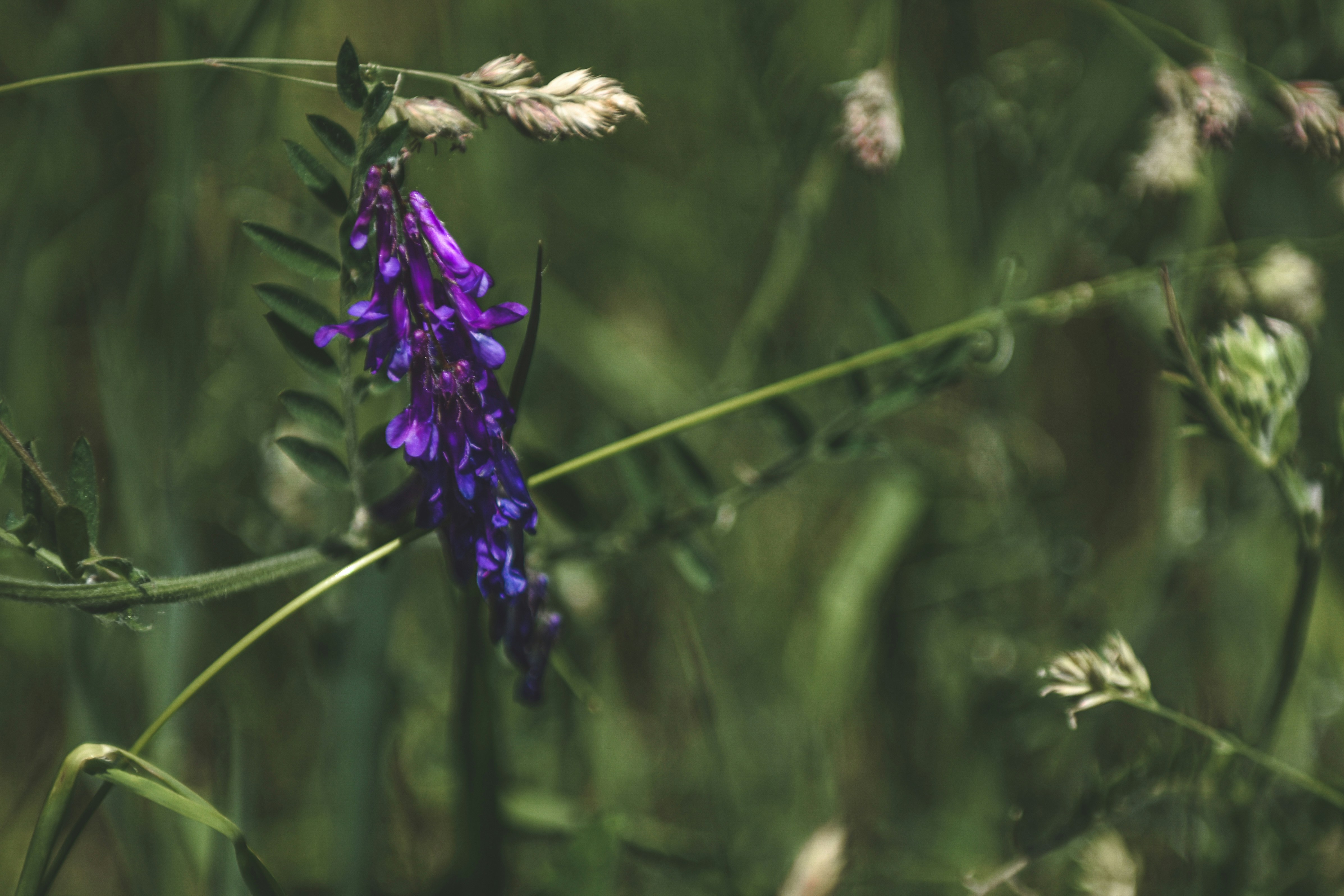 Photo by freefolkphoto