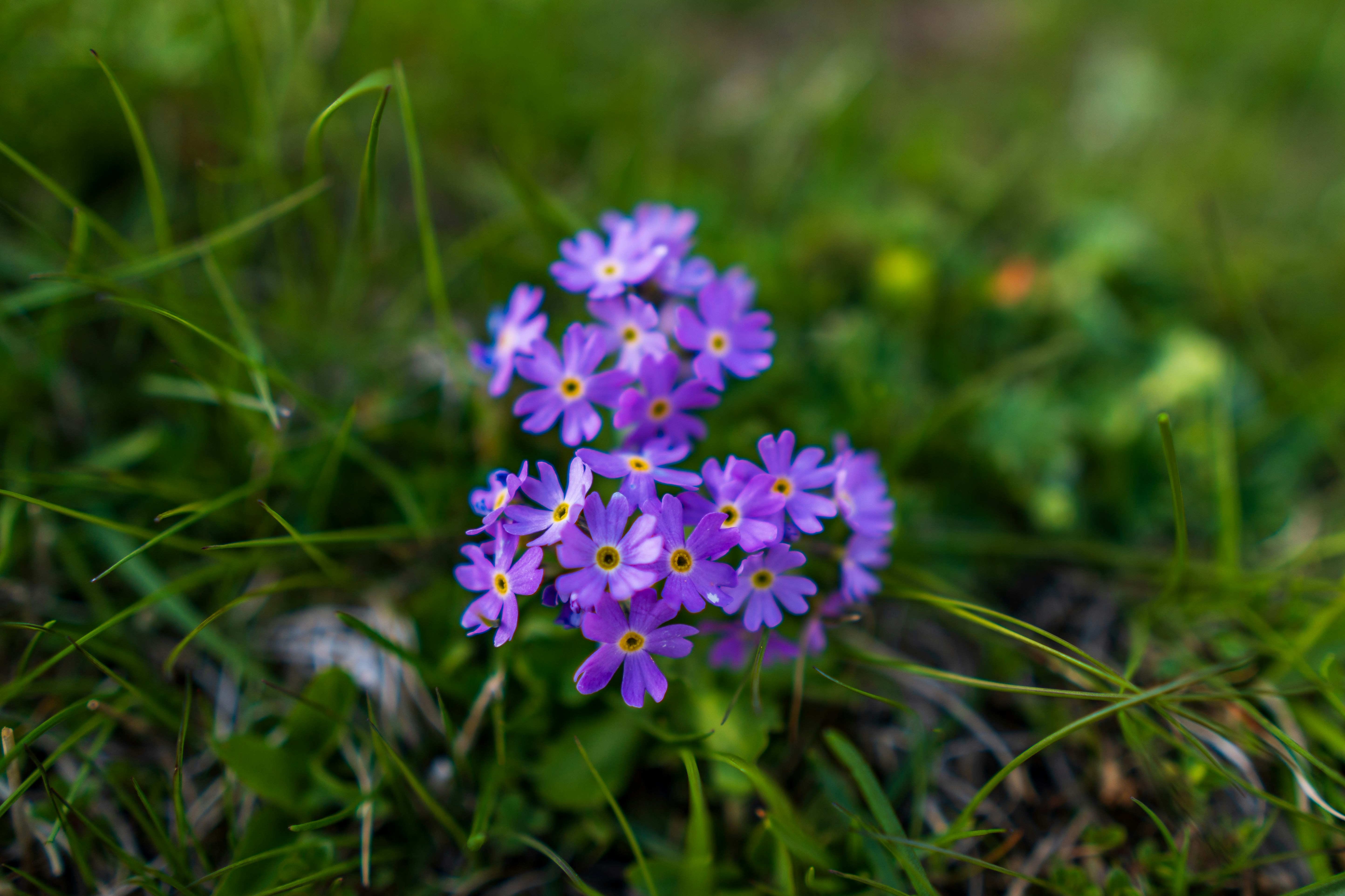 Photo by misha_blivi