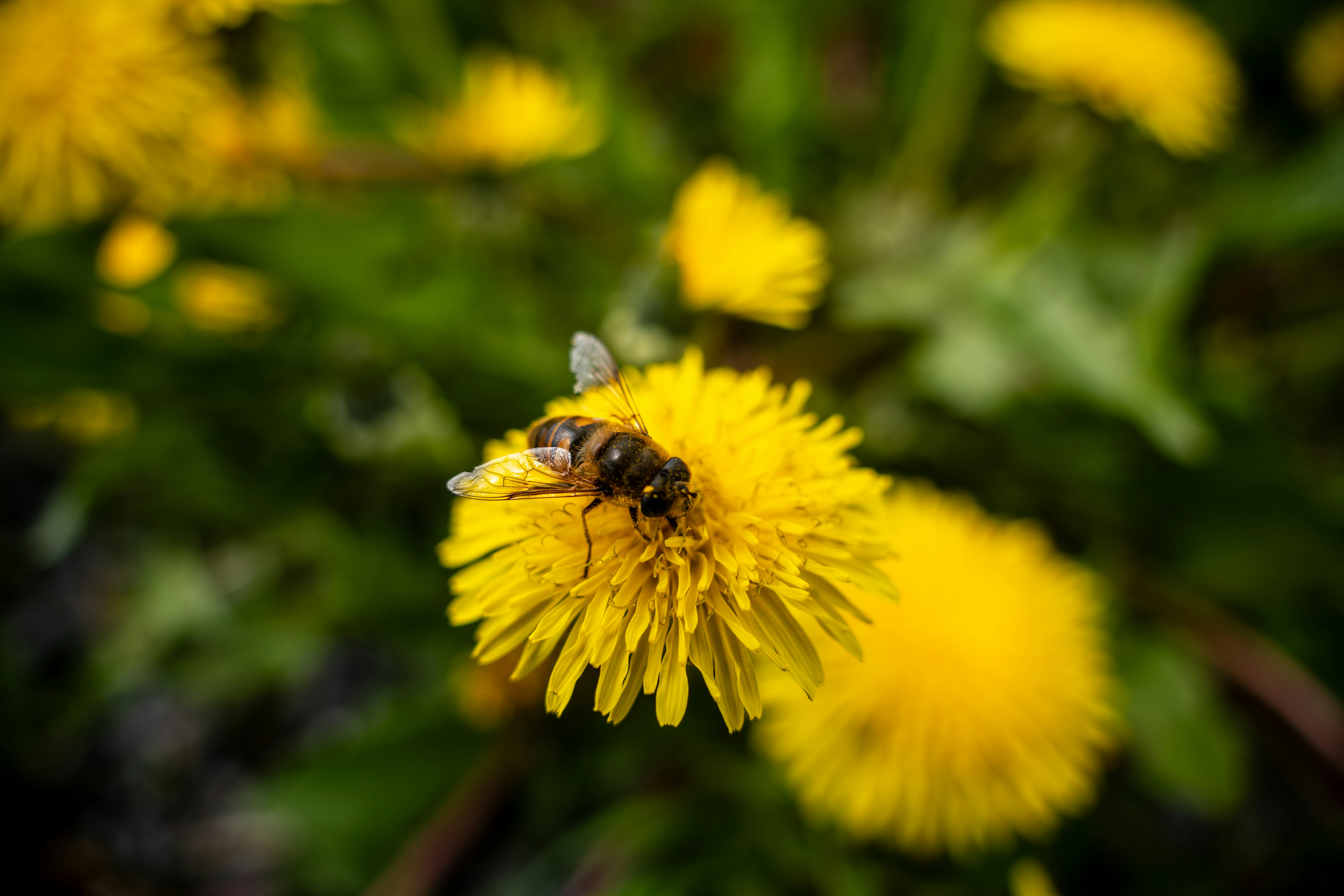 Photo by misha_blivi