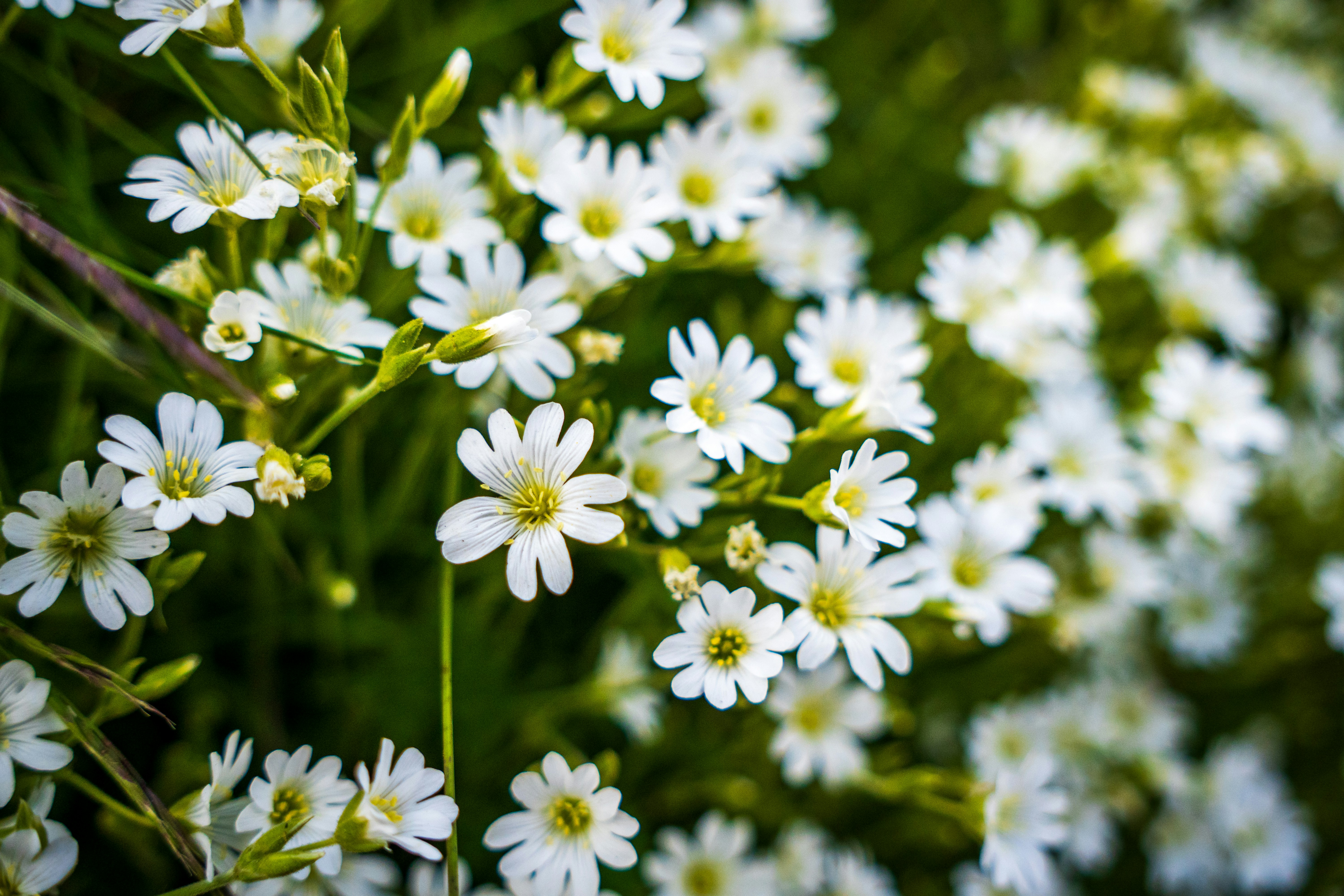 Photo by misha_blivi