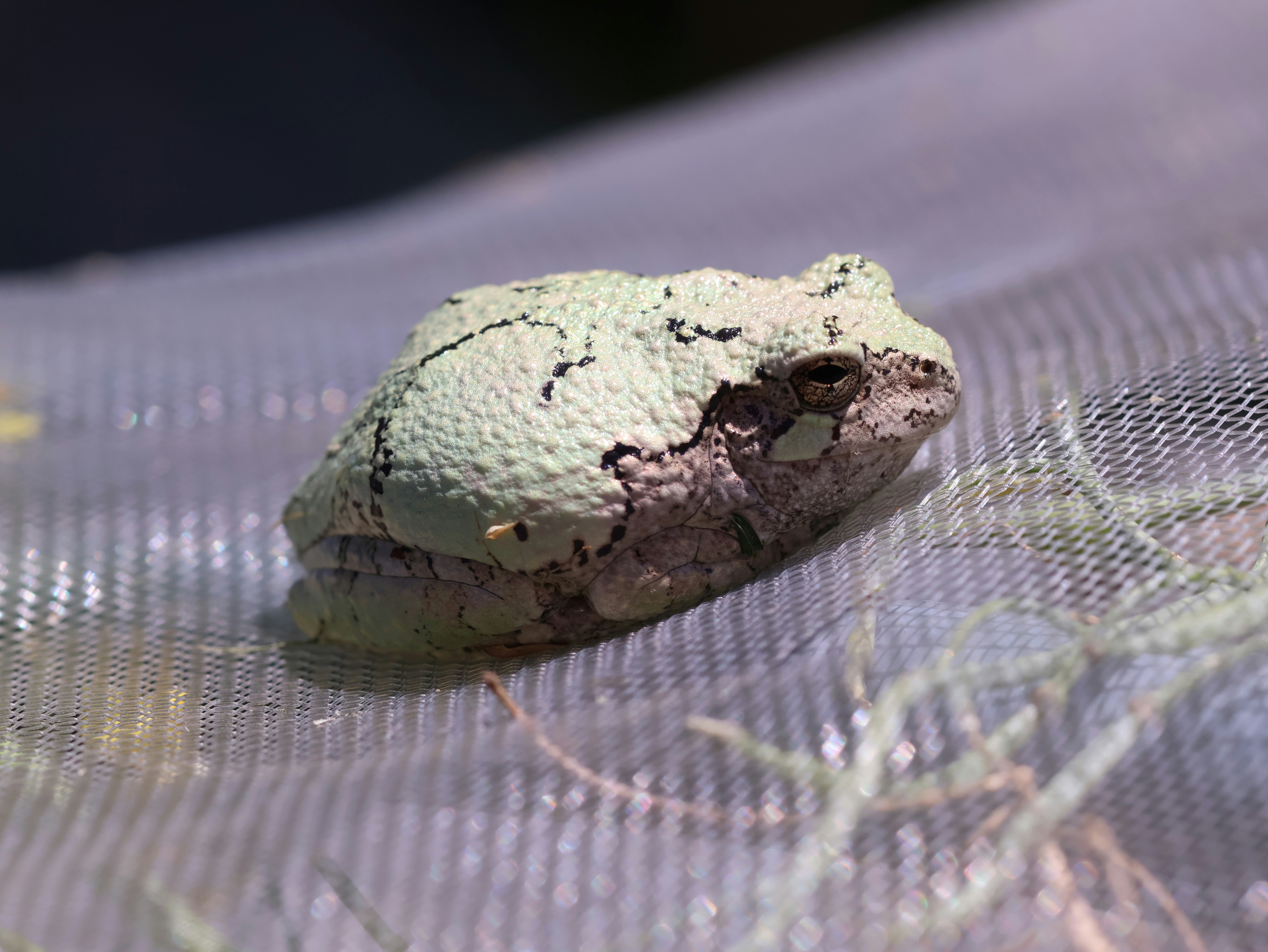 a close up of a rock on a mesh surface