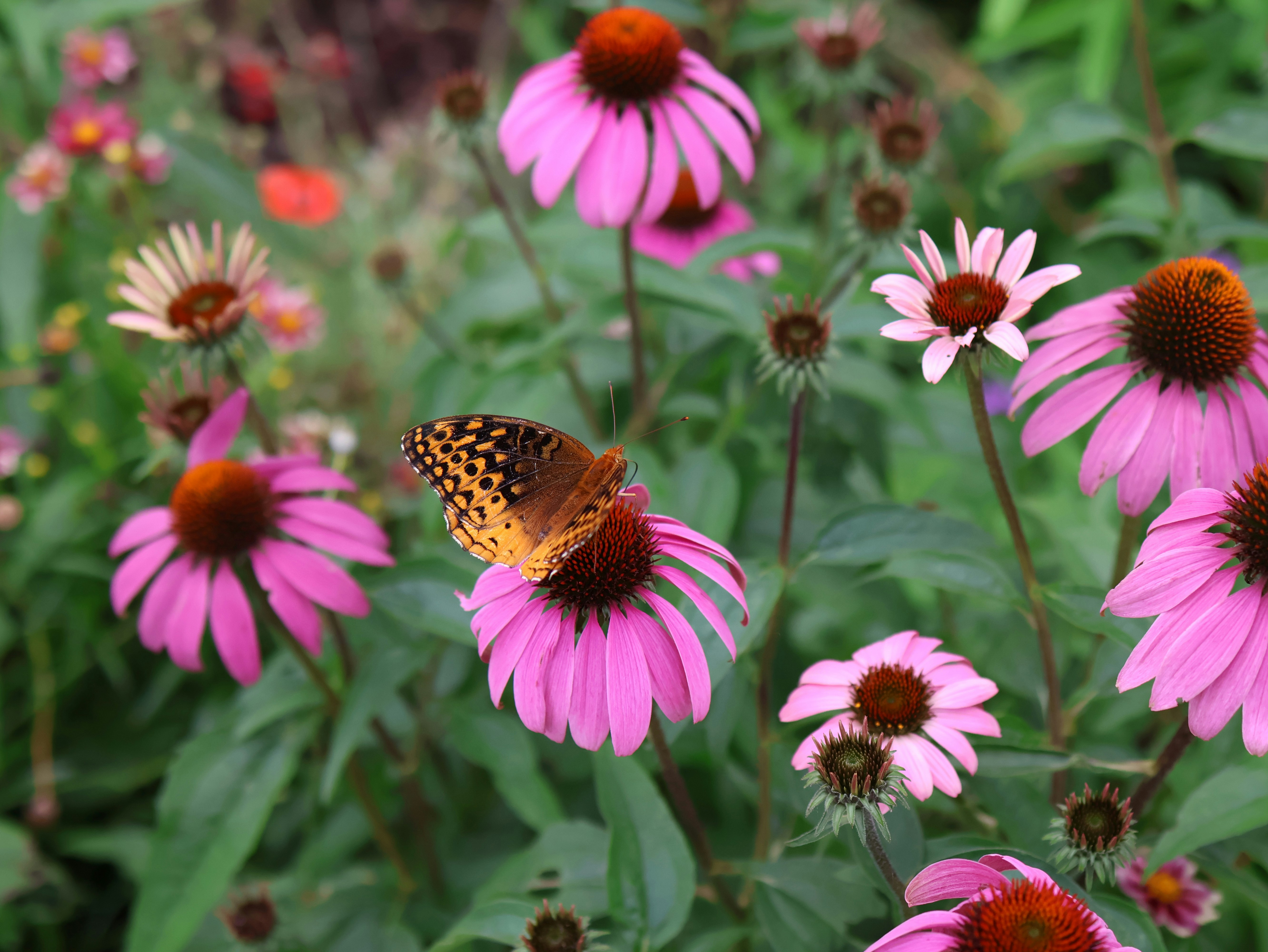ein Schmetterling, der auf einer rosa Blume sitzt