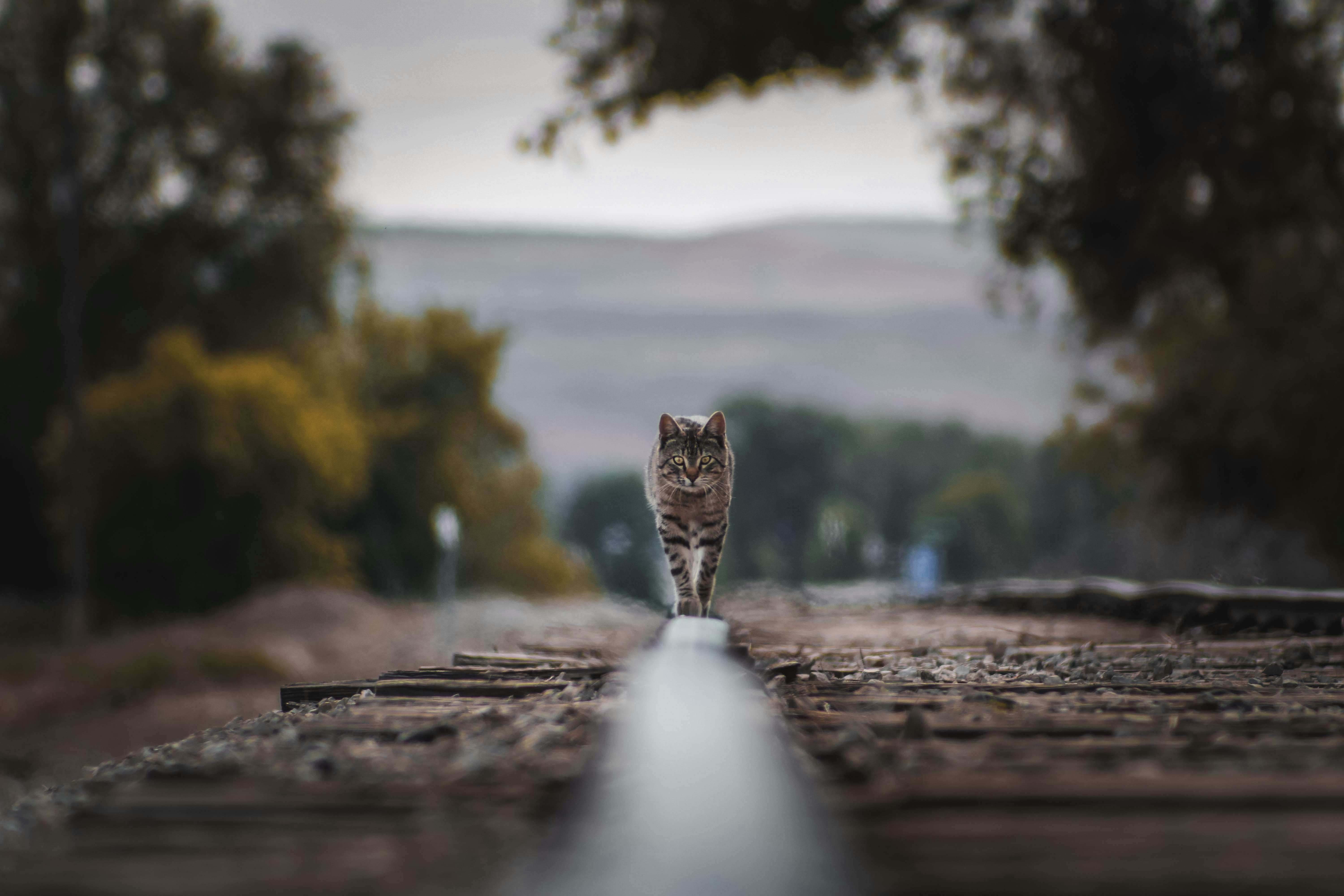 a cat is walking down a railroad track