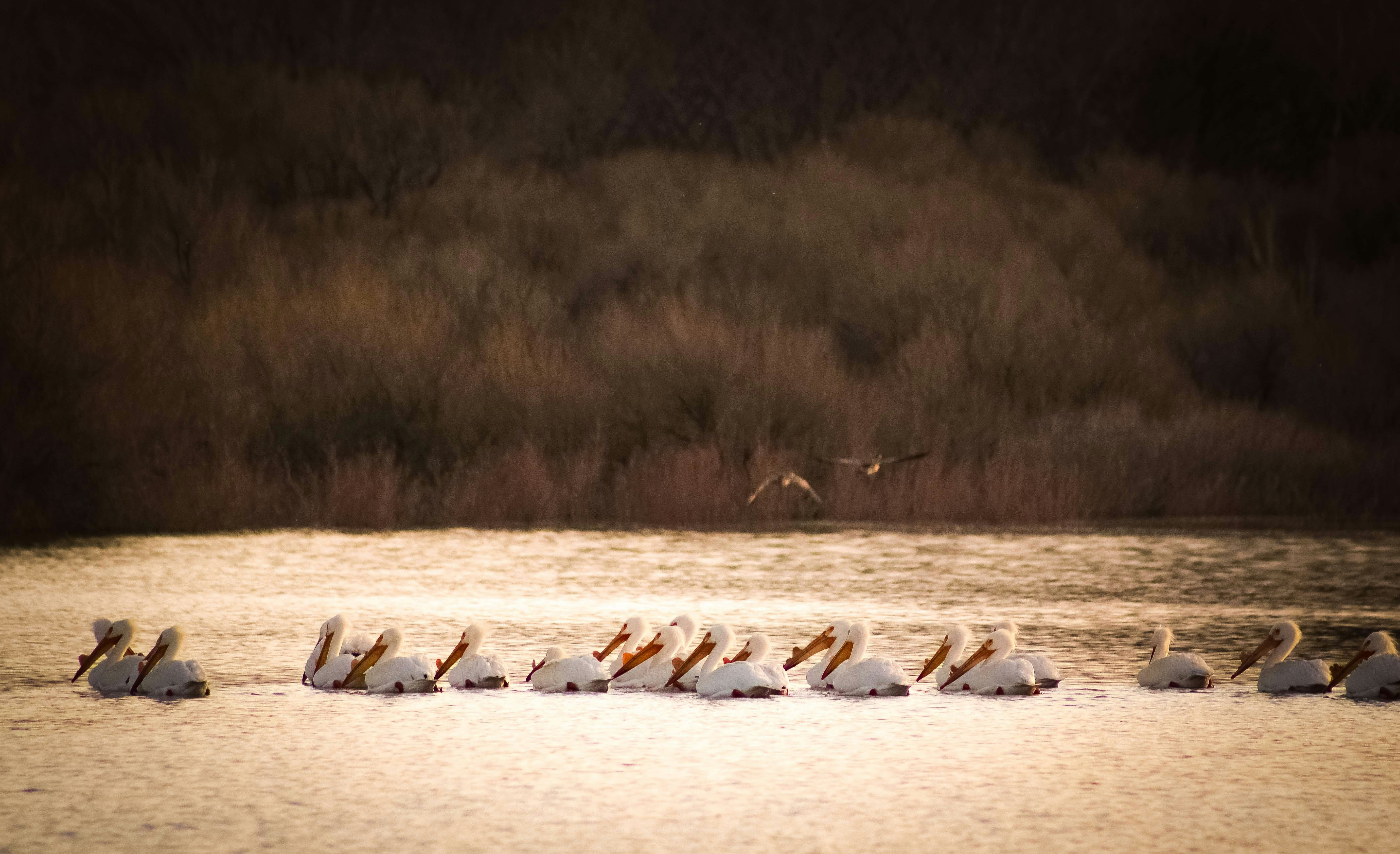A large group of pelicans swimming across the lake in the evening.