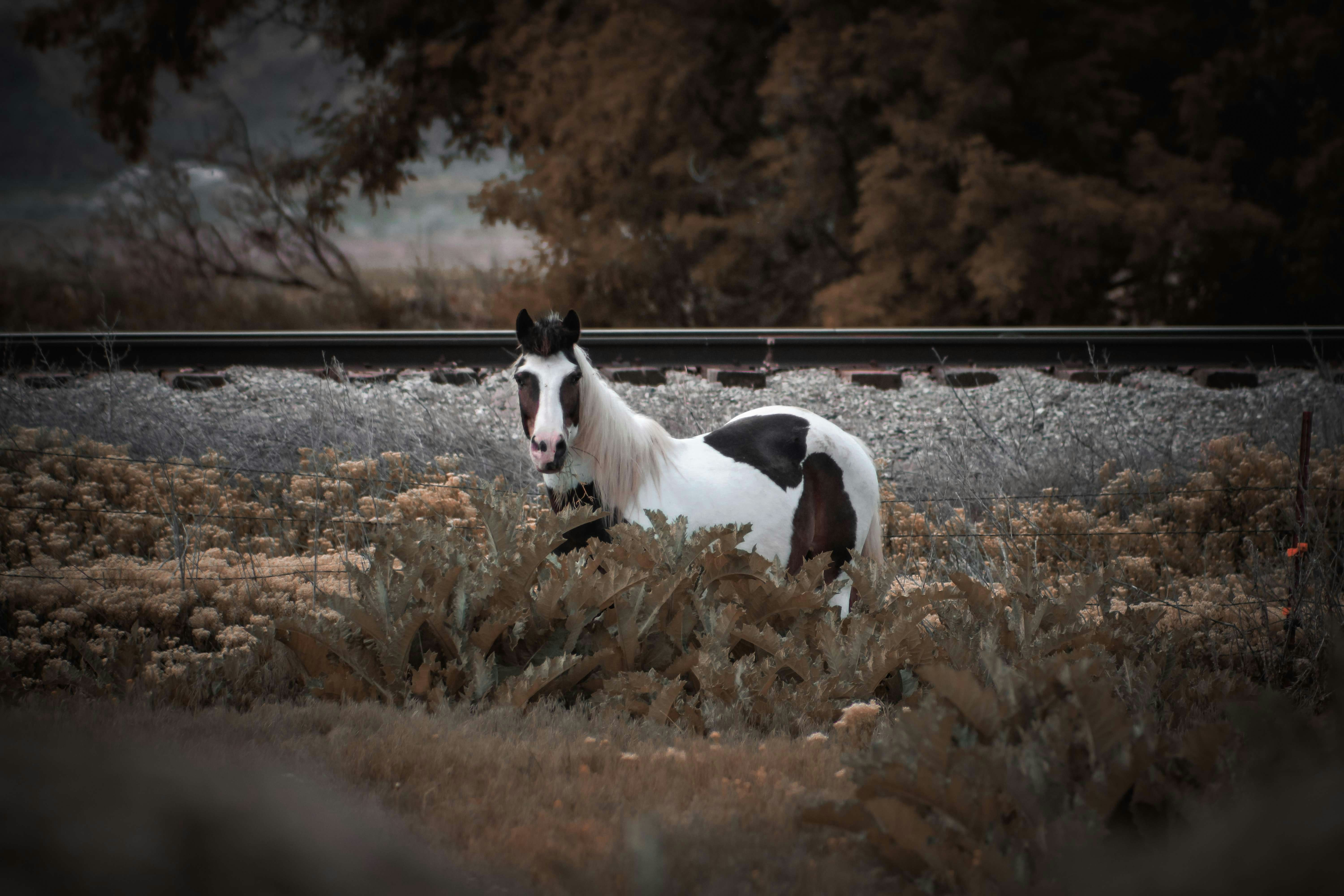 ein schwarz-weißes Pferd, das auf einem Feld steht