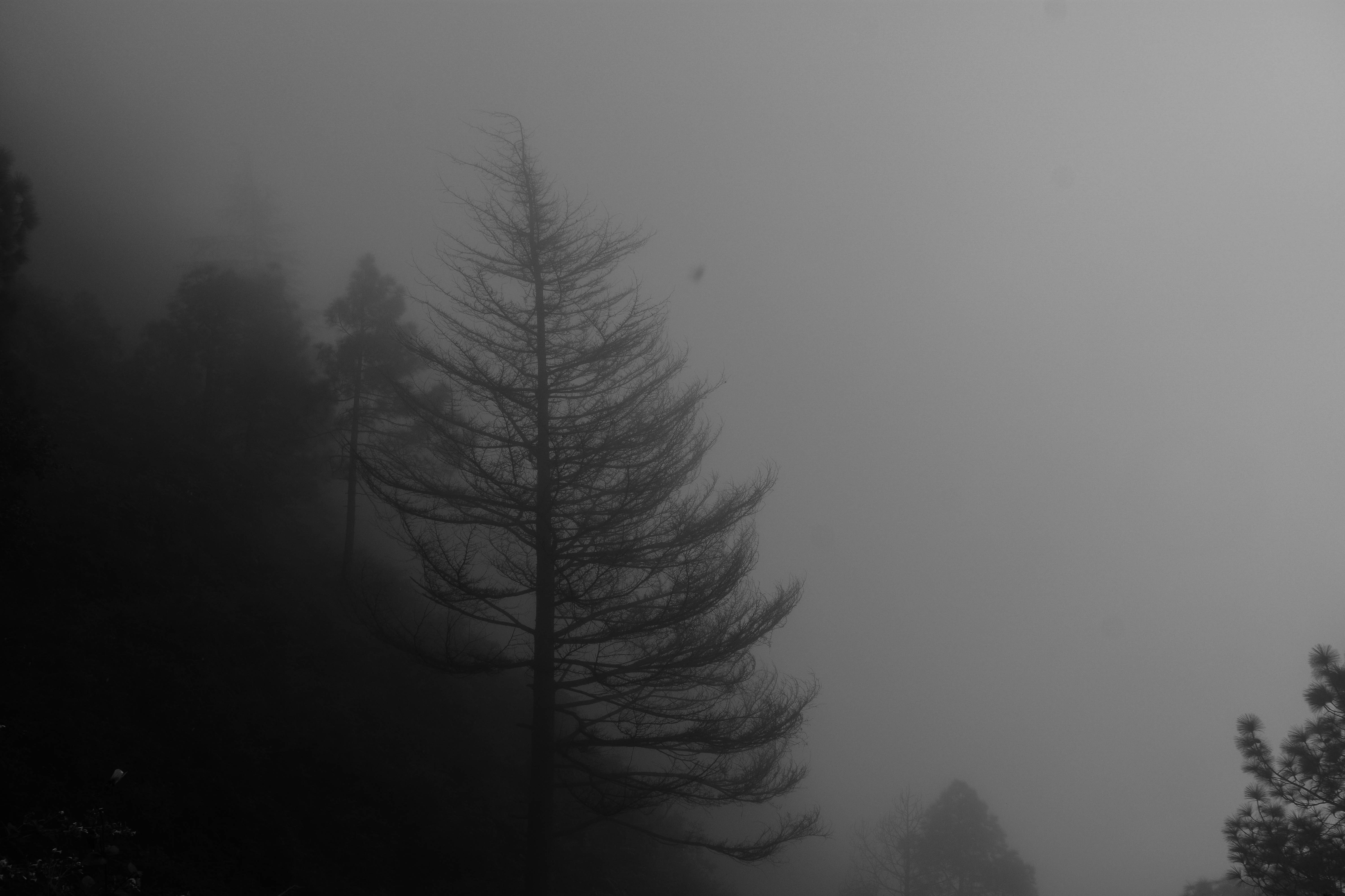a black and white photo of trees in the fog