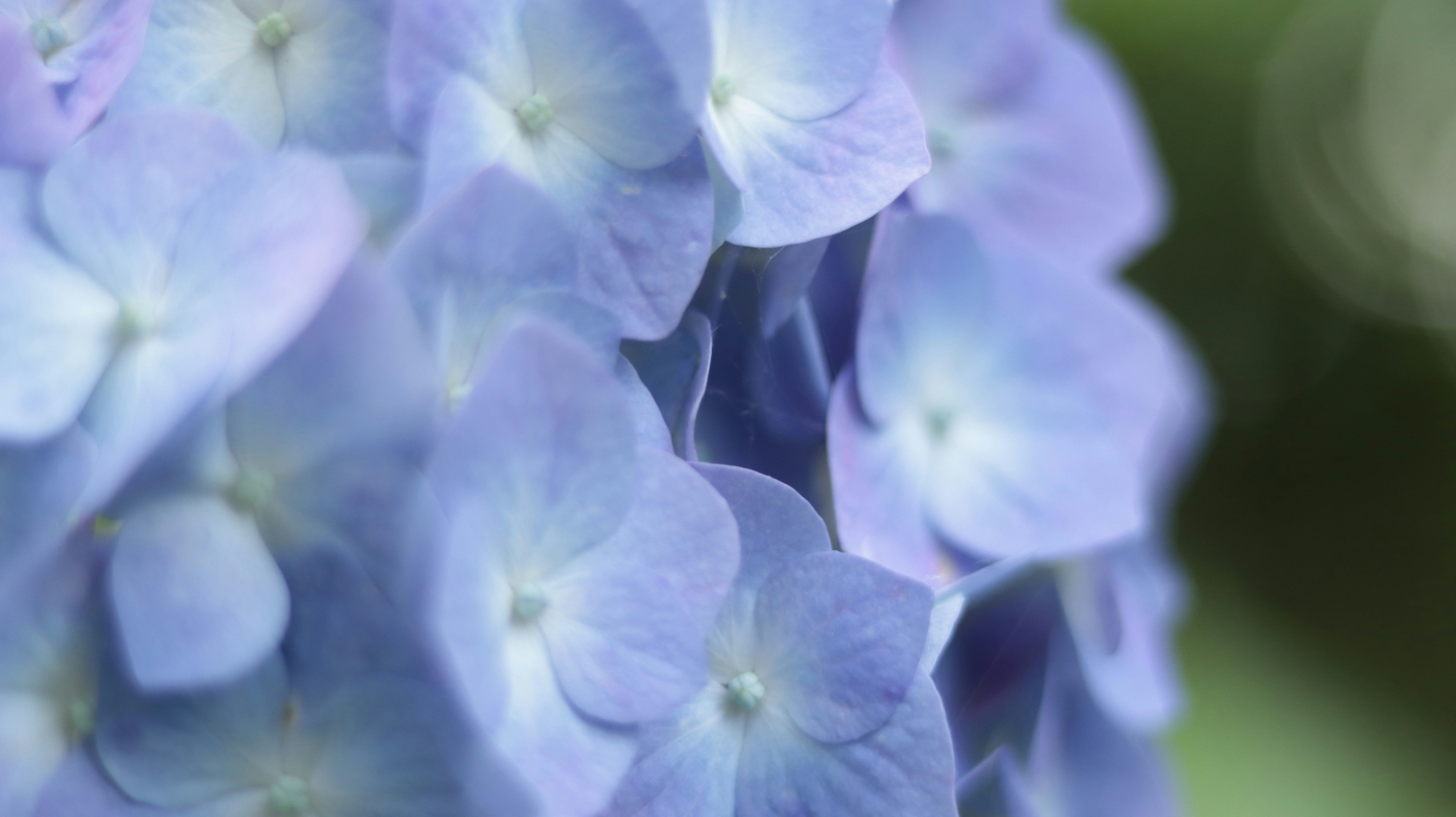 Photo by onikyoukan747