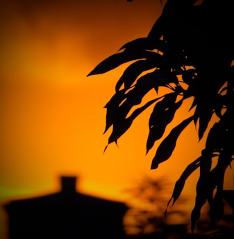 a silhouette of a tree with a building in the background