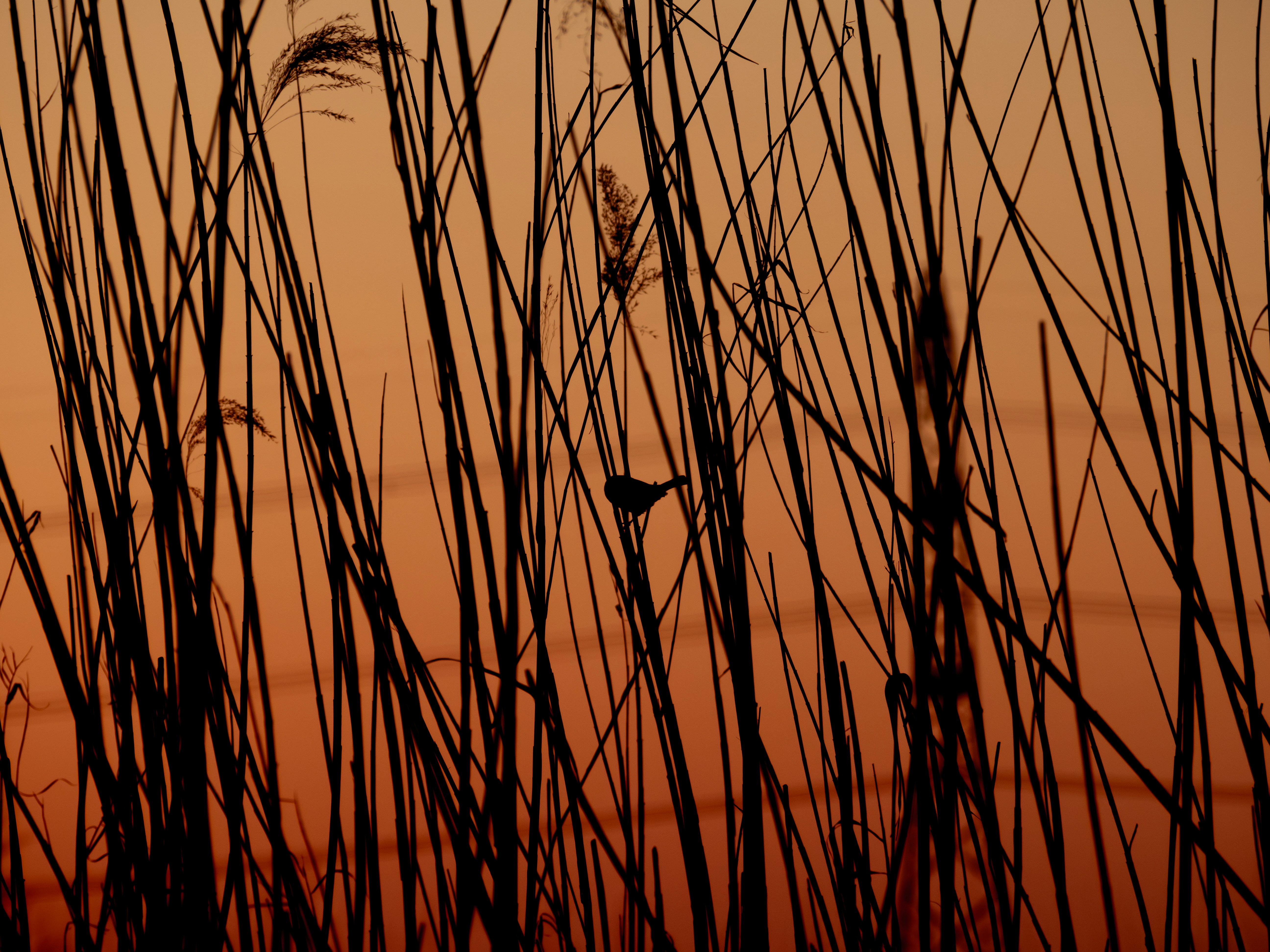 la silueta de la hierba alta contra un cielo anaranjado