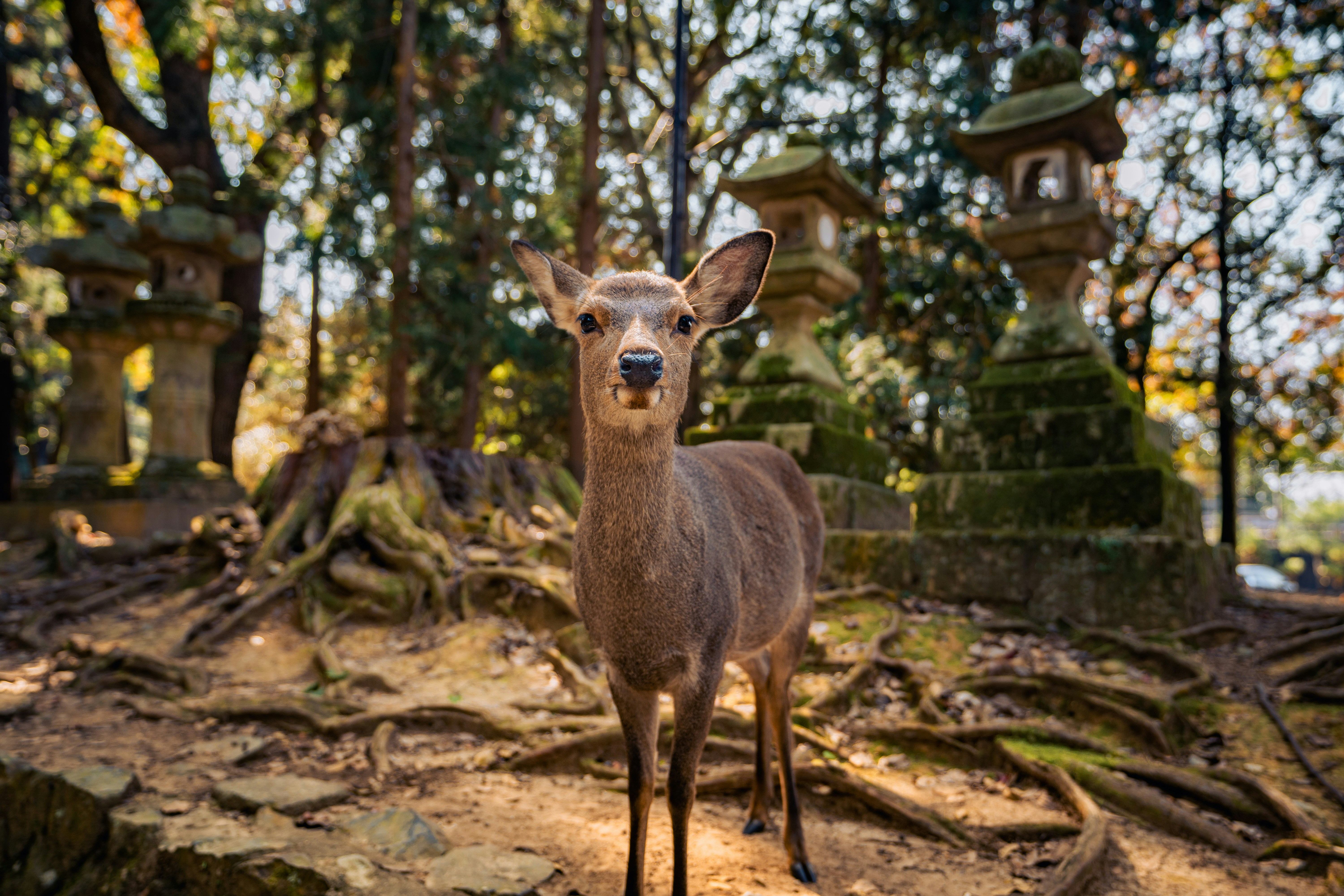 Where to Eat and Shop in Nara Japan