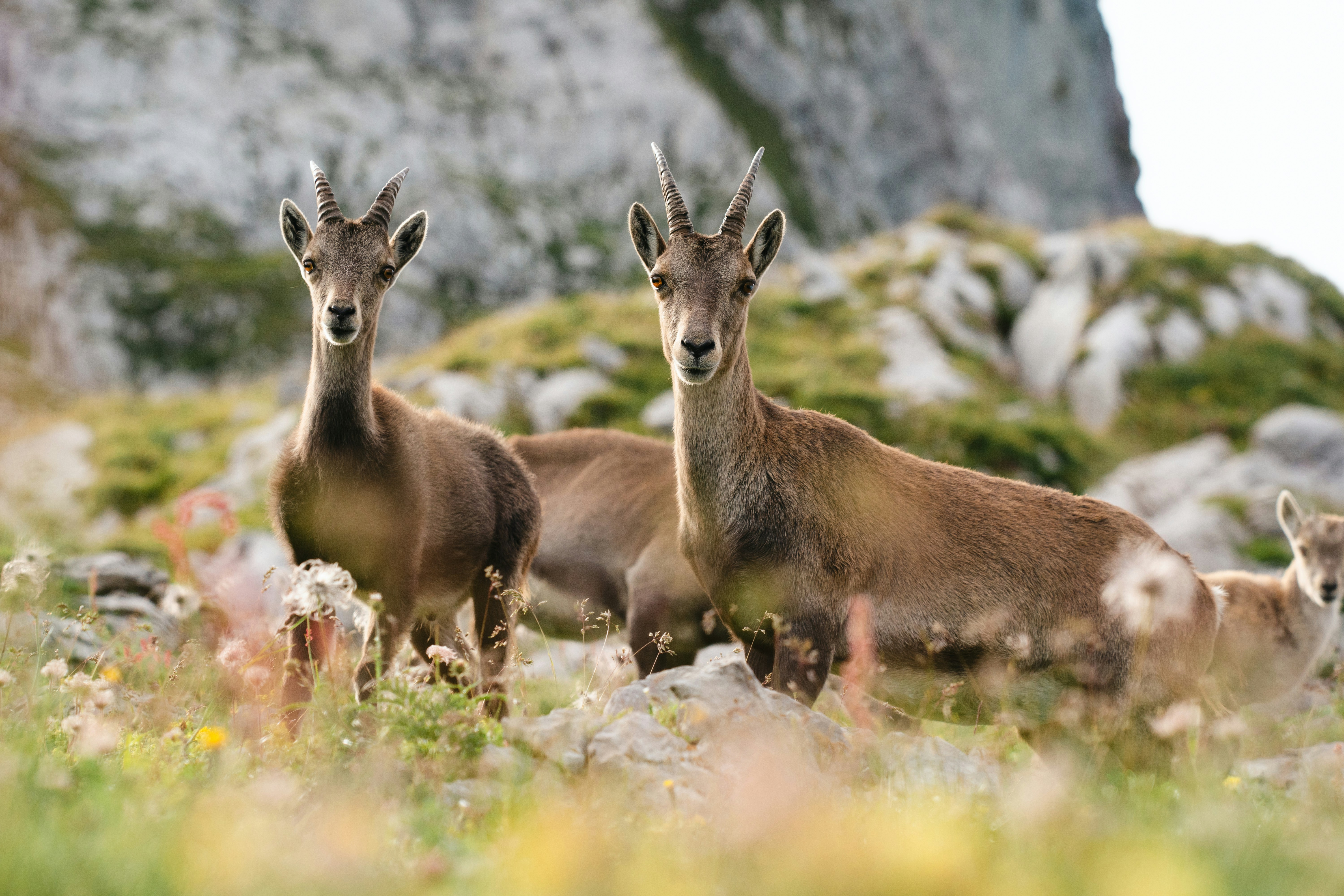 Cattura e traslocazione: una soluzione condivisa, ma non priva di complessità