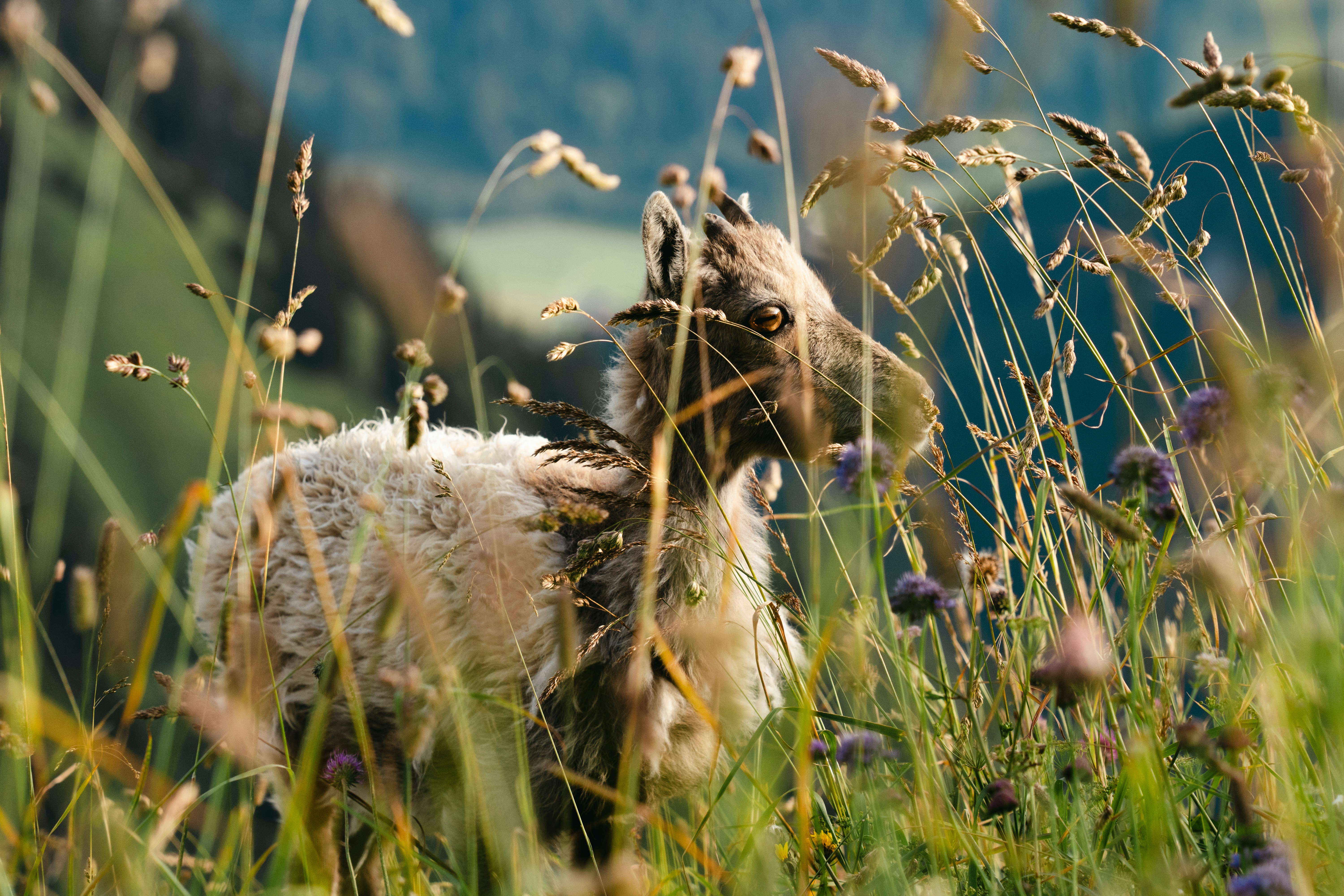 Photo by leob_photography