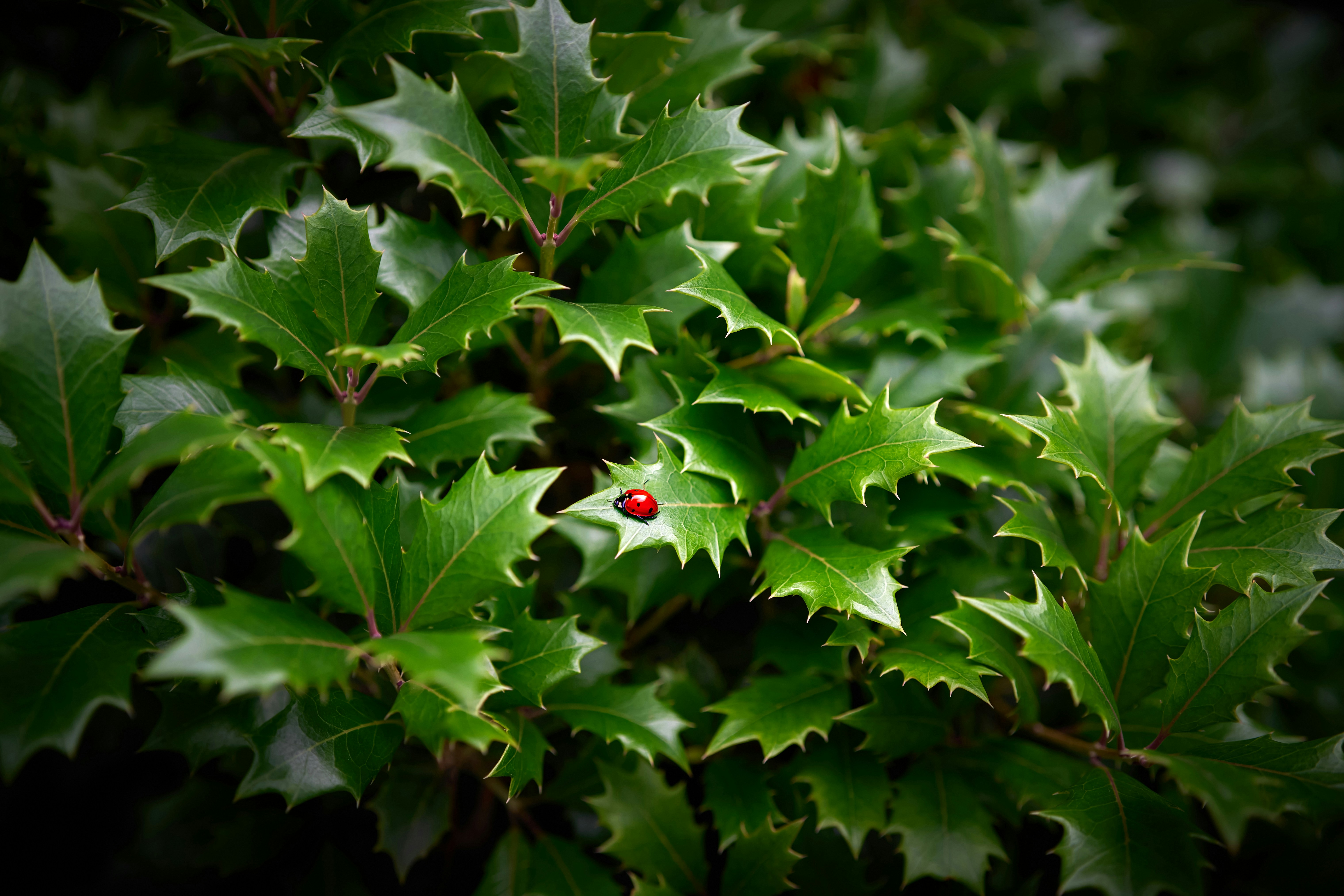 A close up of a tree with a red berry on it photo – Free Flower Image ...
