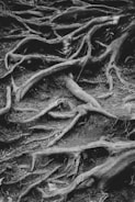 a black and white photo of tree roots