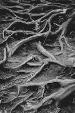 a black and white photo of tree roots