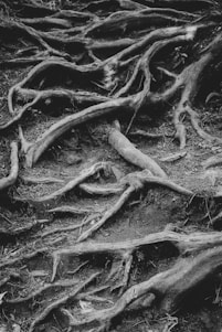 a black and white photo of tree roots