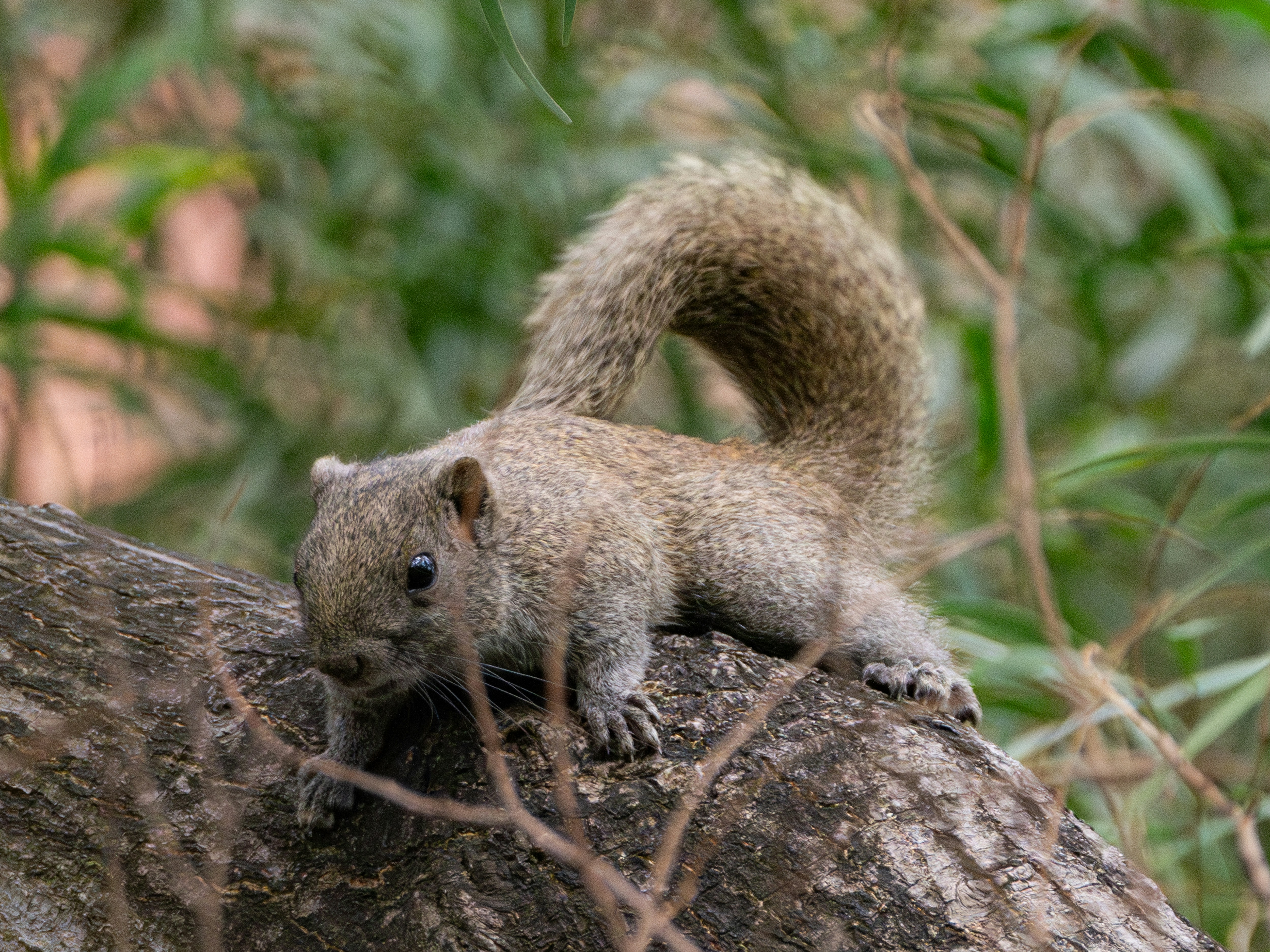 リスが木の枝に立っている