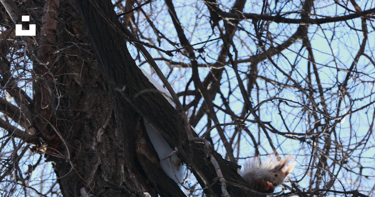 A cat sitting in the branches of a tree photo – Free Shuimogou park ...