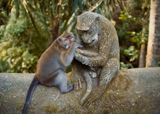 a monkey sitting on a tree branch next to another monkey
