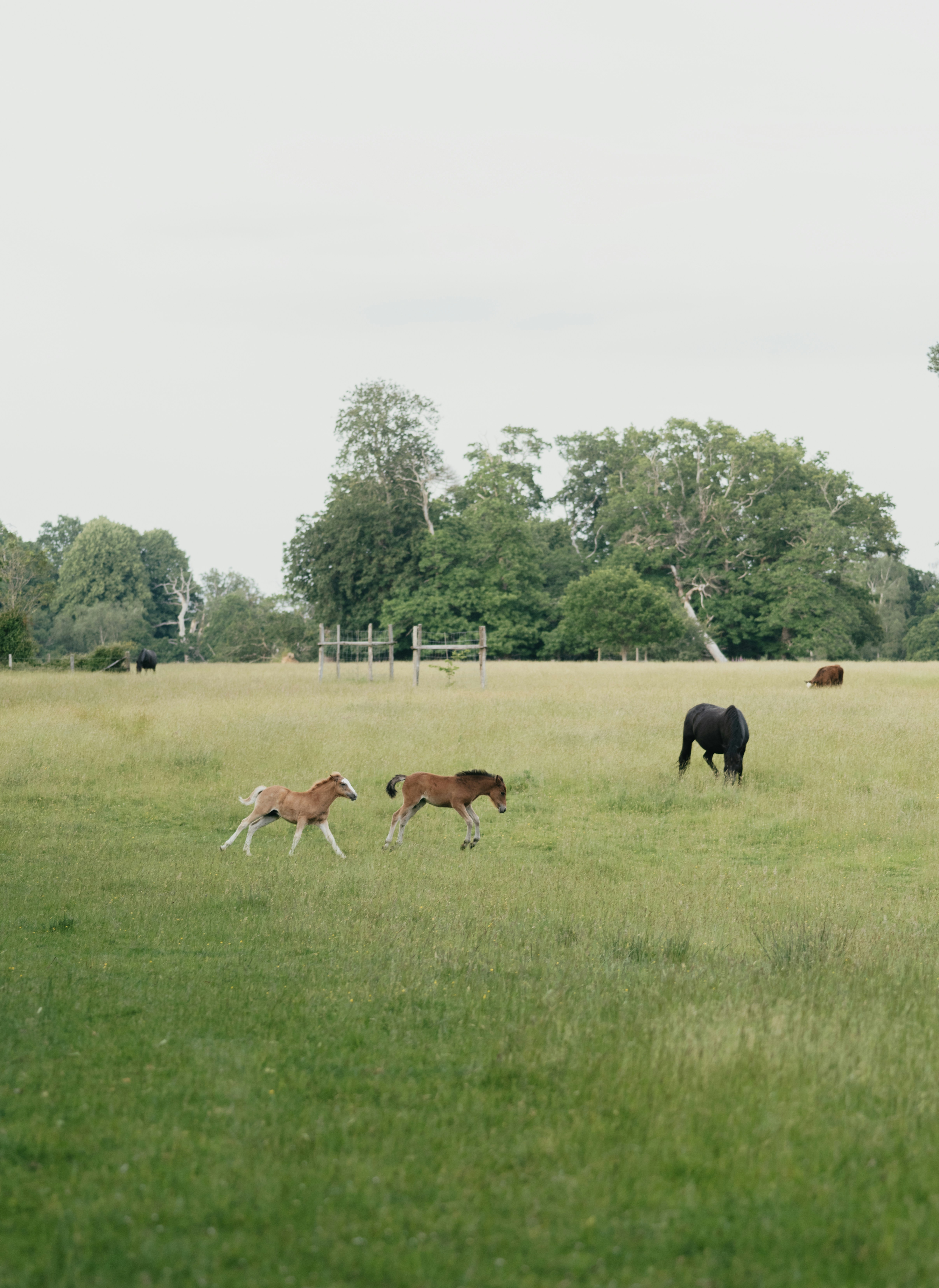 a group of horses in a field with trees in the background
