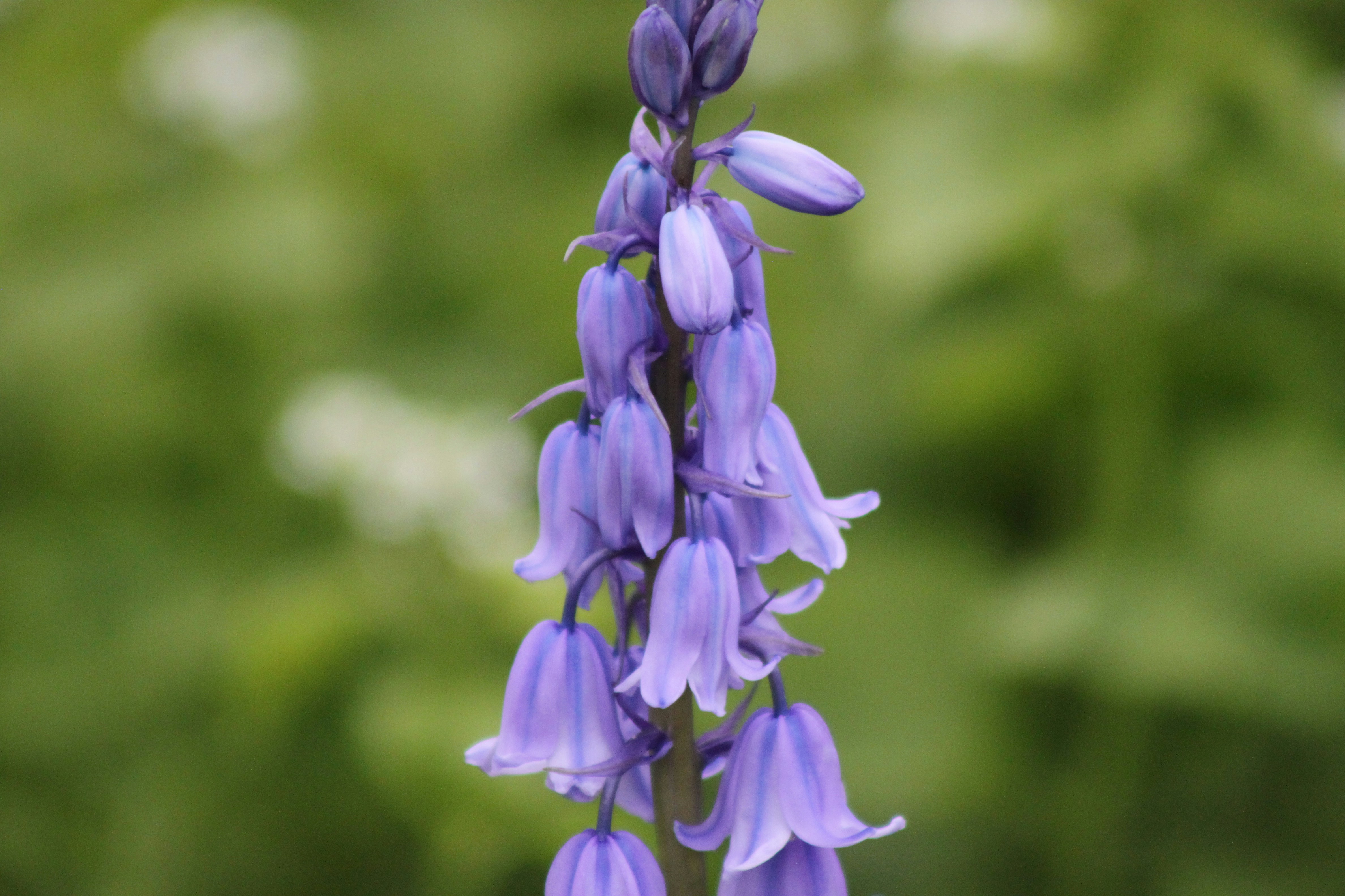 Photo by rubyphotography