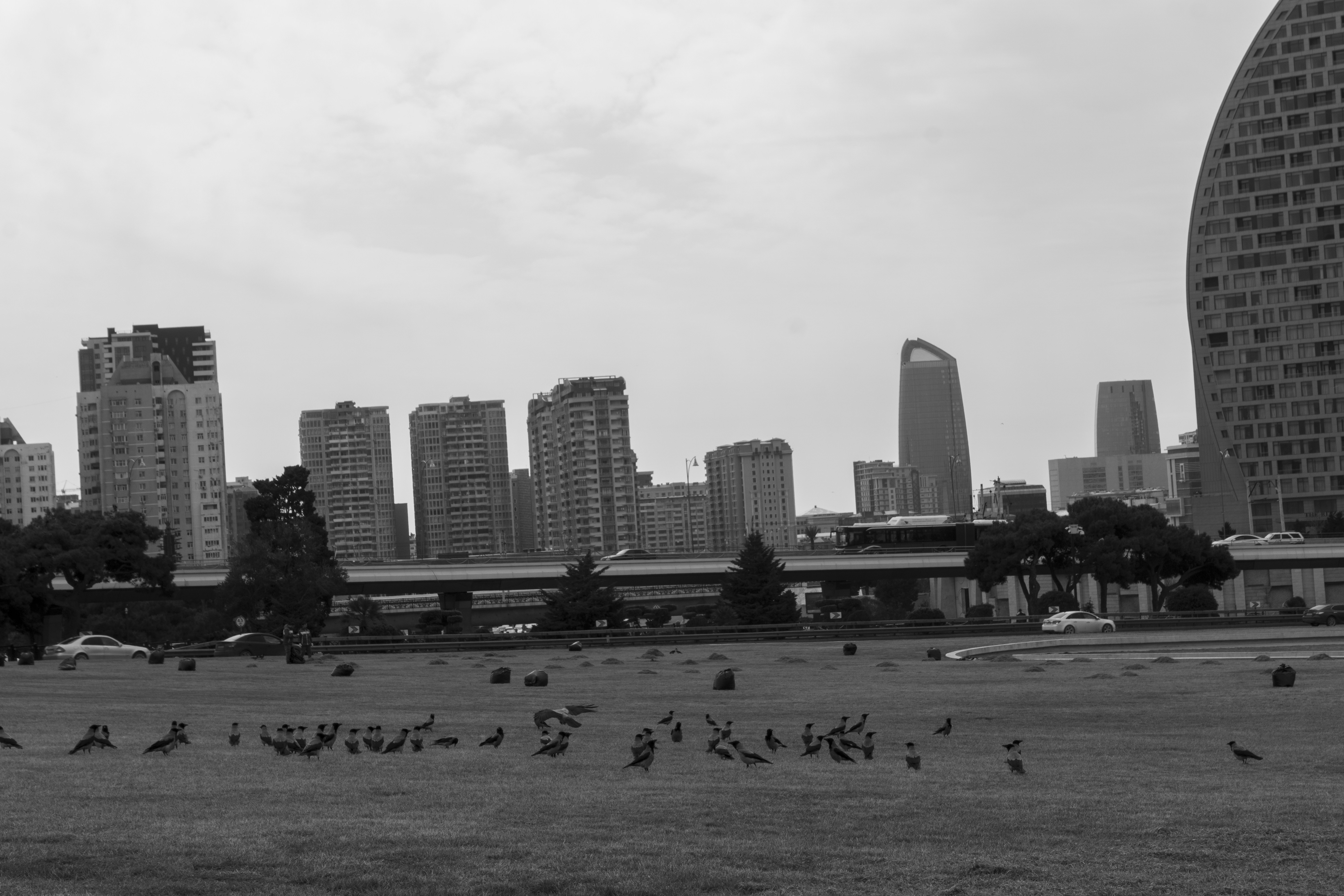 a flock of birds standing on top of a grass covered field