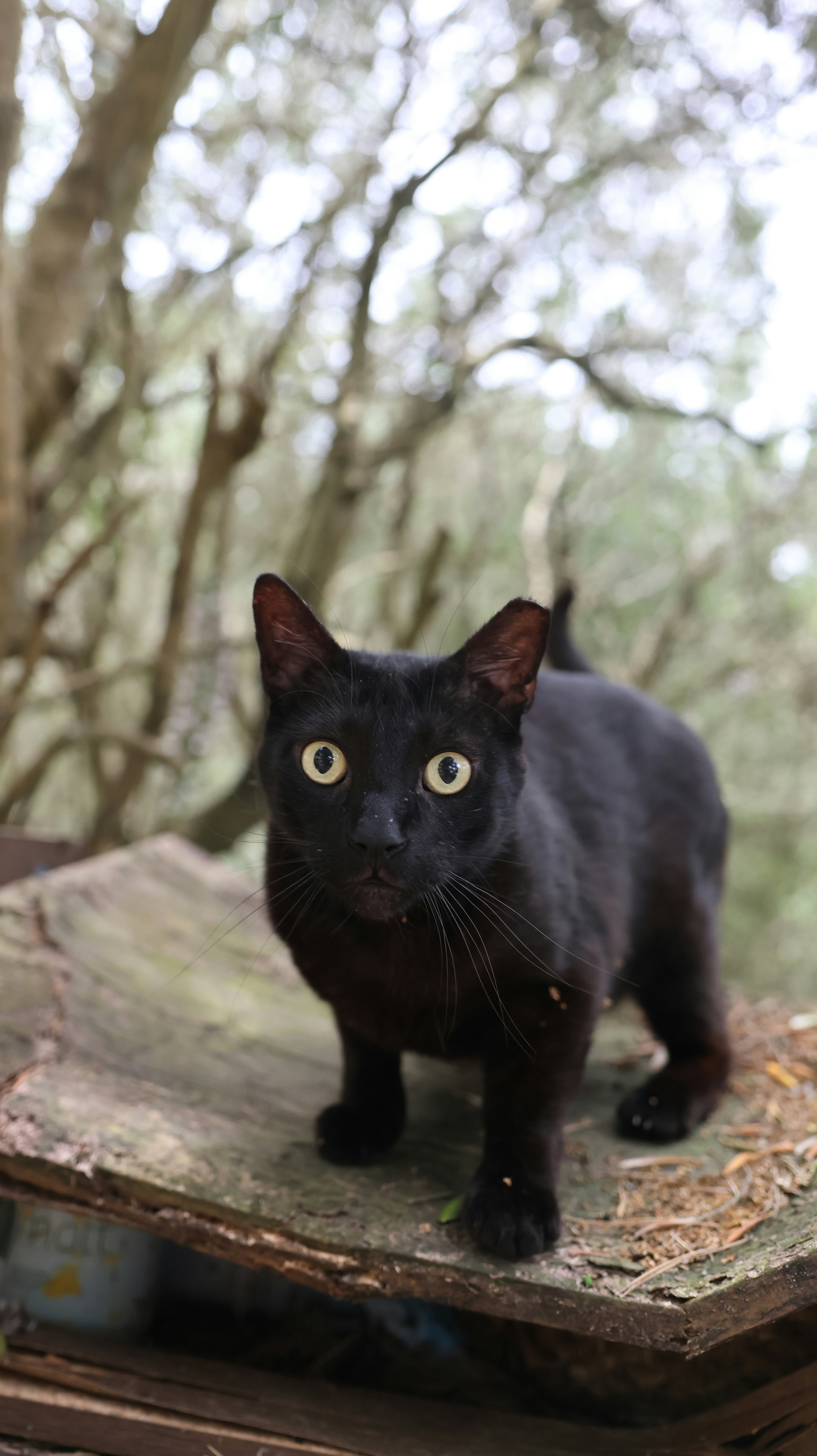 a black cat standing on a piece of wood