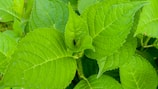 a close up of a green plant with leaves
