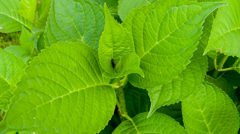a close up of a green plant with leaves