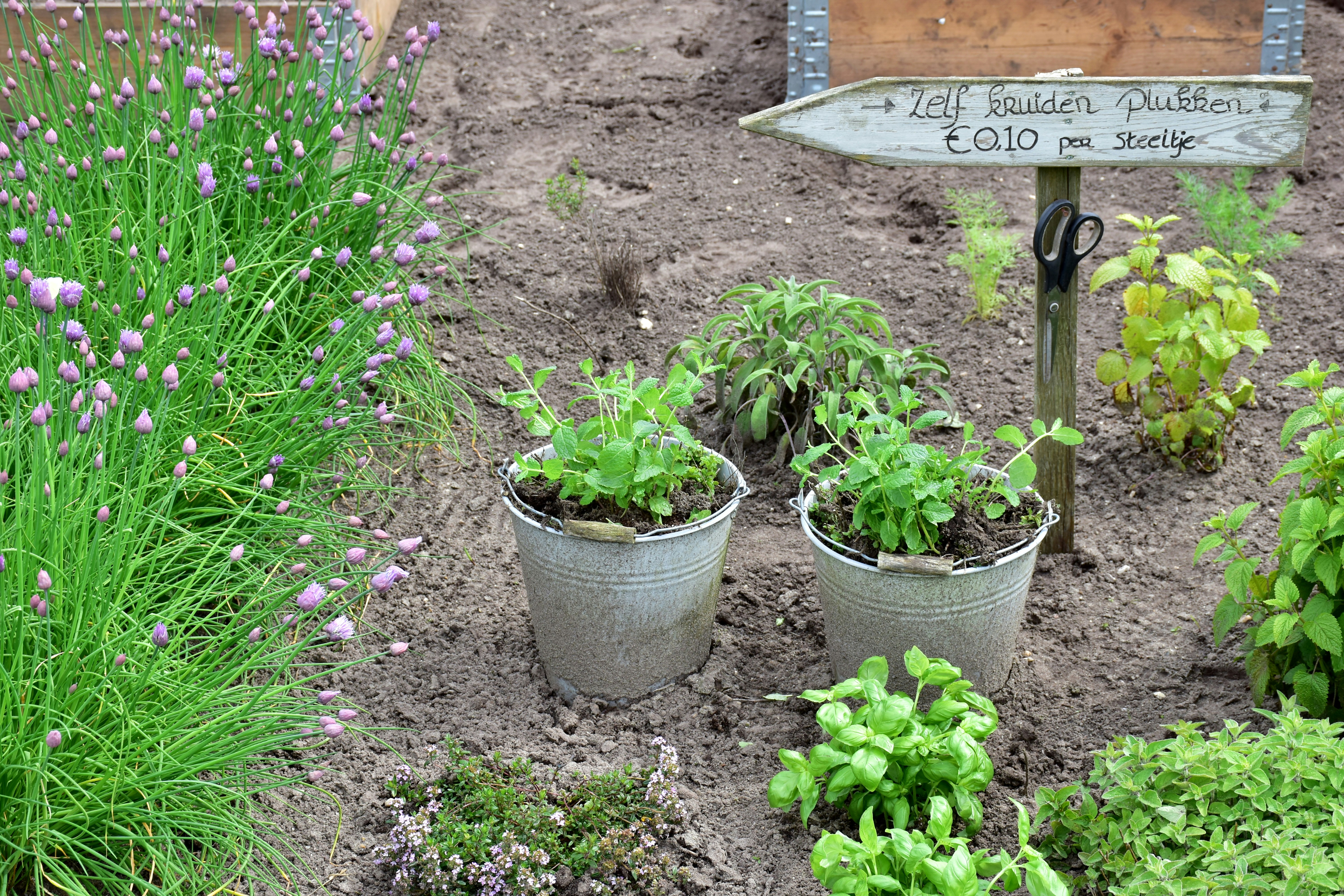 a number of plants in a garden near a sign