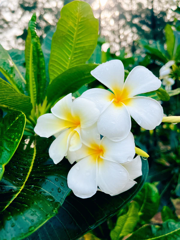 White and yellow plumeria with leaves
