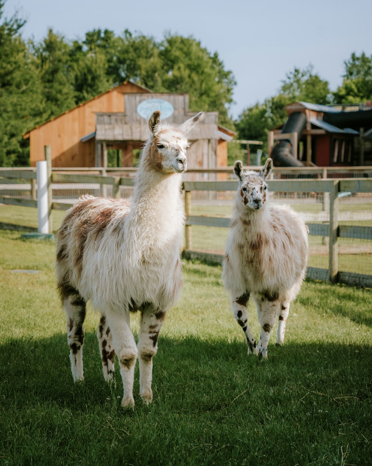 Kinderboerderij Wilhelminapark